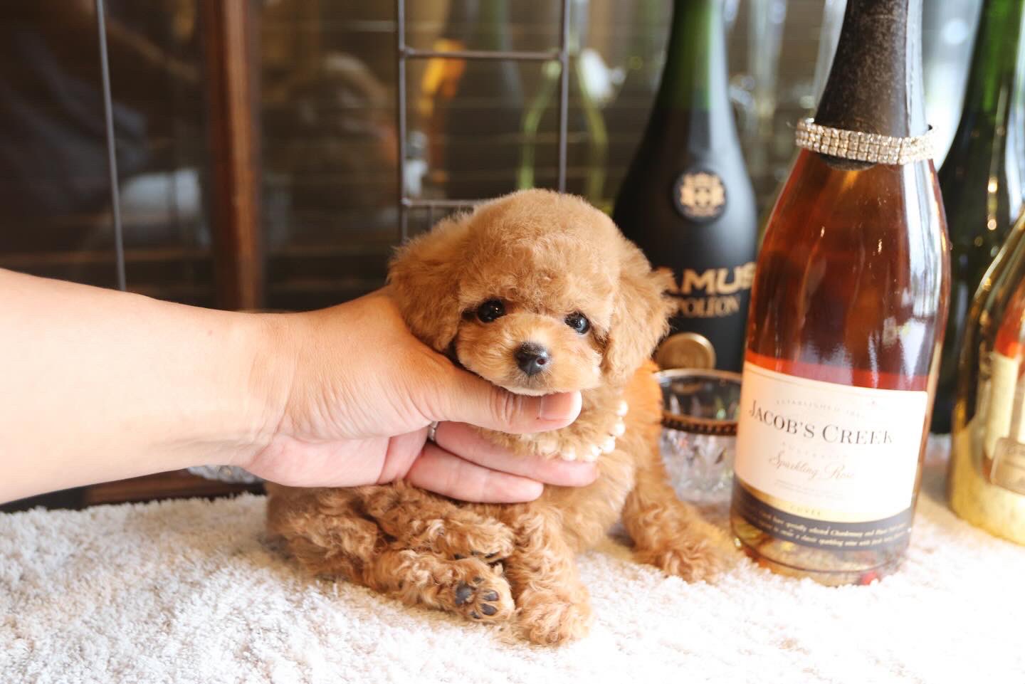 トイプー TOY ANGELトイプードルブリーダー (@OnepiceJunia) / X