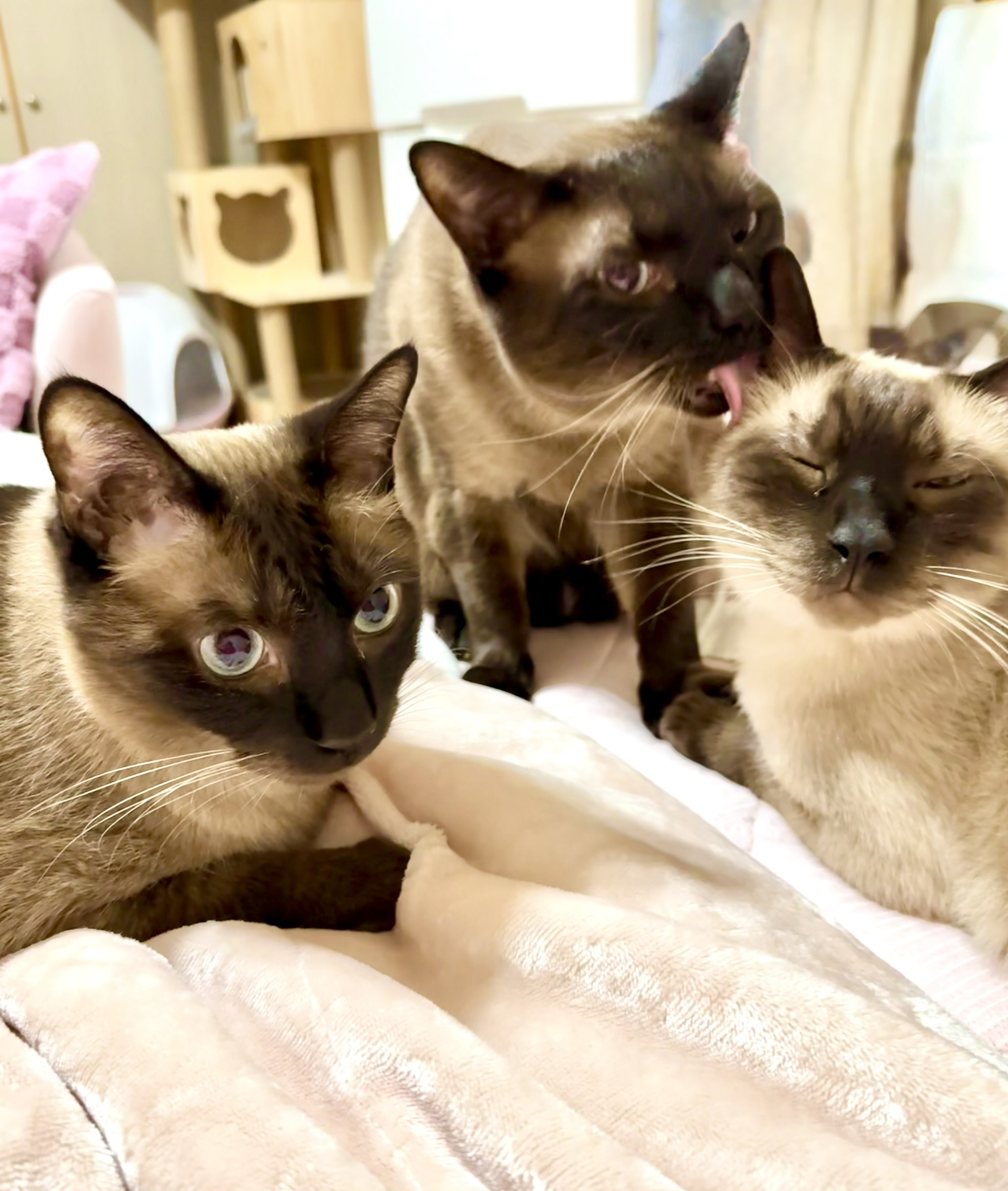 やまねこ♡　他の方はコメントお控えください=(^.^)= どうしてもスケベしたいJKのマンガ「嘘彼氏でもいいからとにかく