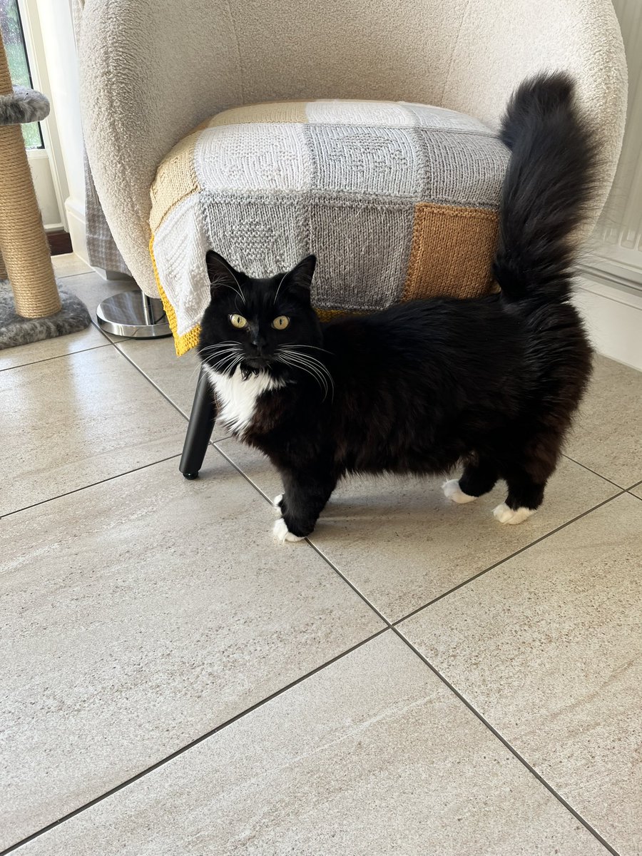 It’s our birthday 🎂 today, we are 7. Mum took our birthday 🎁 pictures and then they her and dad have gone out for the day 😾 something about car 🚘 service and visiting granny - on our birthday 🎈 how dare they. We’d better get treats later.