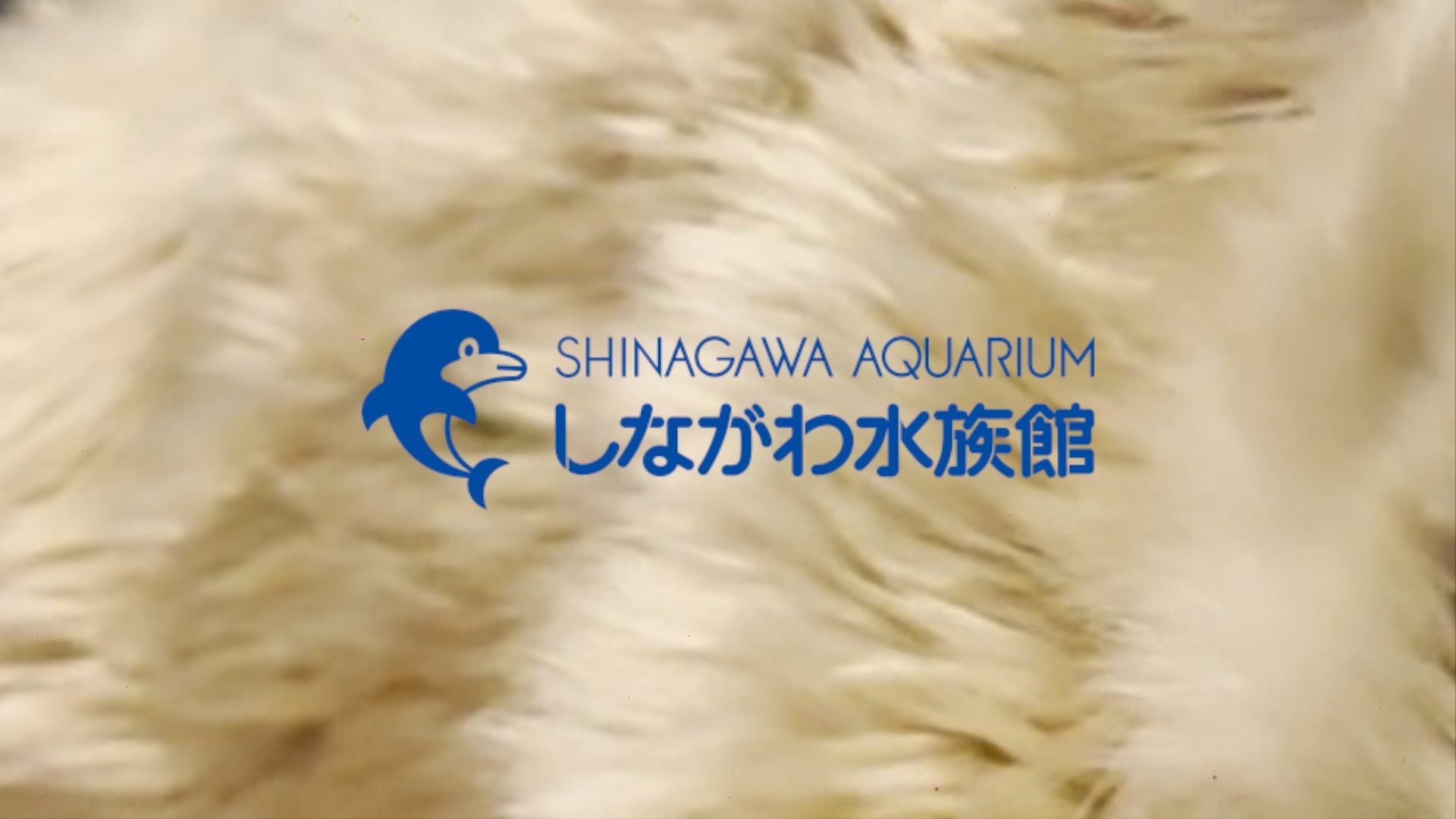 しながわ水族館　ユニクロ　コラボ　Tシャツ　トートバッグ　2点セット しながわ水族館 ユニクロ コラボ Tシャツ トートバッグ 2点
