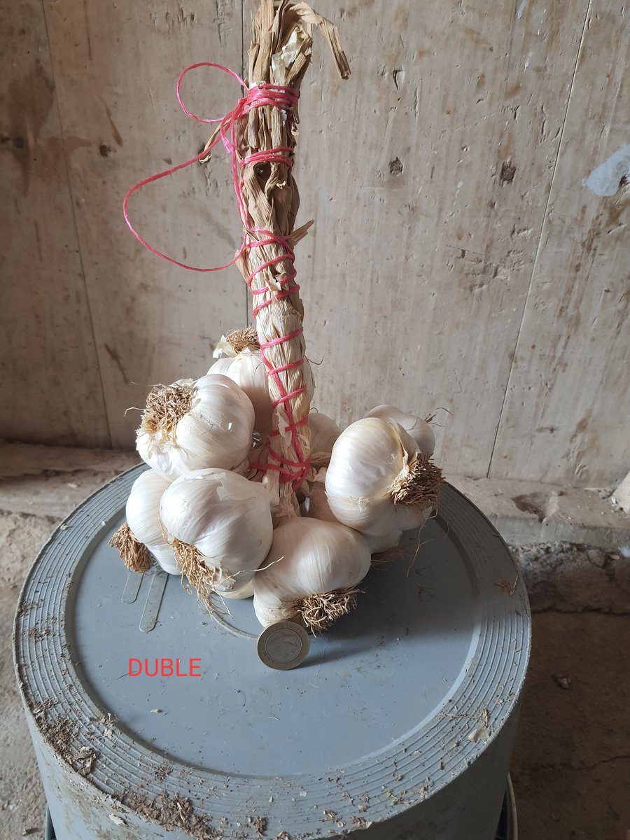 AliSina25242066's tweet photo. Herkese merhaba bu yılki sarımsaklarımız. Her zamn olduğu gibi kaliteli yüksek aromalı kışlık almak isteyenler mesaj yoluyla ya da telefonla iletişime geçebilirler 
5314983708 https://t.co/Ny0dkwTPEK
