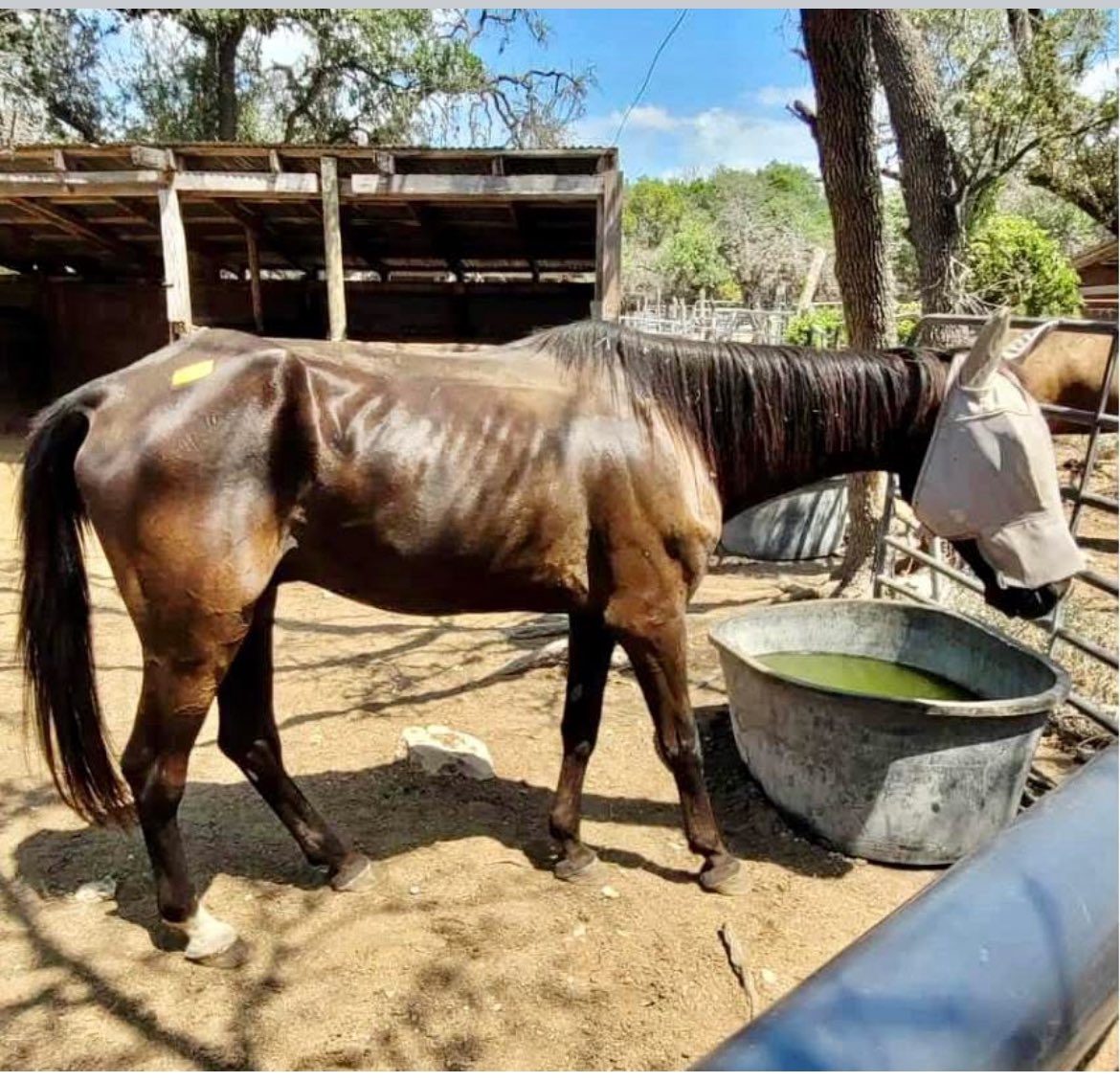 Happy update: Recent save Charlie is doing well at his rescue placement. So many are thin coming from the pen. He’ll get the food he needs to bulk up! Thank you for helping get him there! 💕