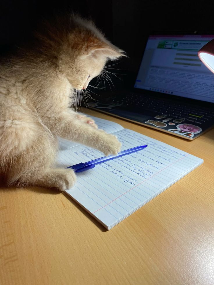 انا officially فى منافسه مع القطة ع التقدير 😂😂 #حلحوله