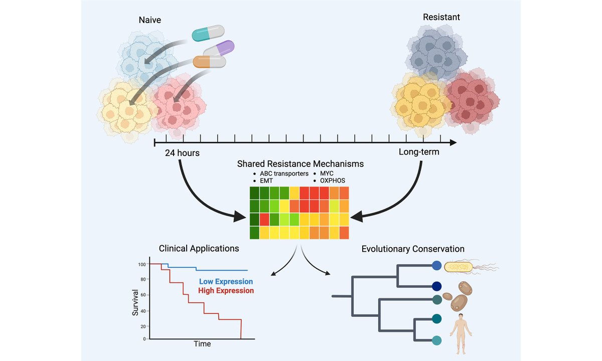 cdrjournal's tweet image. 🌟New publish in #Cancer #DrugResistance!

☀️Title: Resistance signatures manifested in early drug response across cancer types and species

✉️Read more: oaepublish.com/articles/cdr.2…