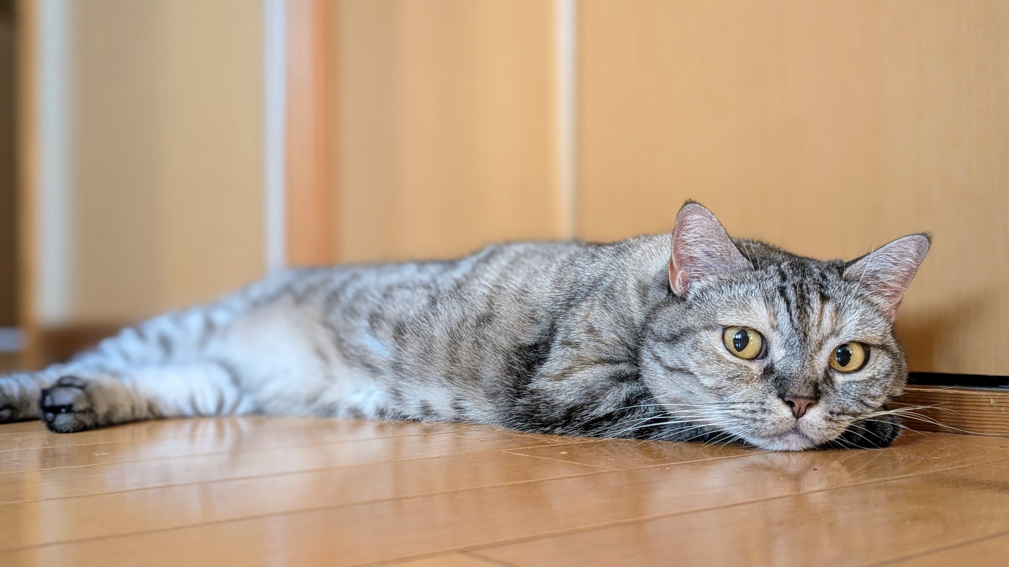 ーーーー　NANA猫⿴nananeko666  ーーーー ななねこ🐈🎀 (@nananecogram) • Instagram photos and videos