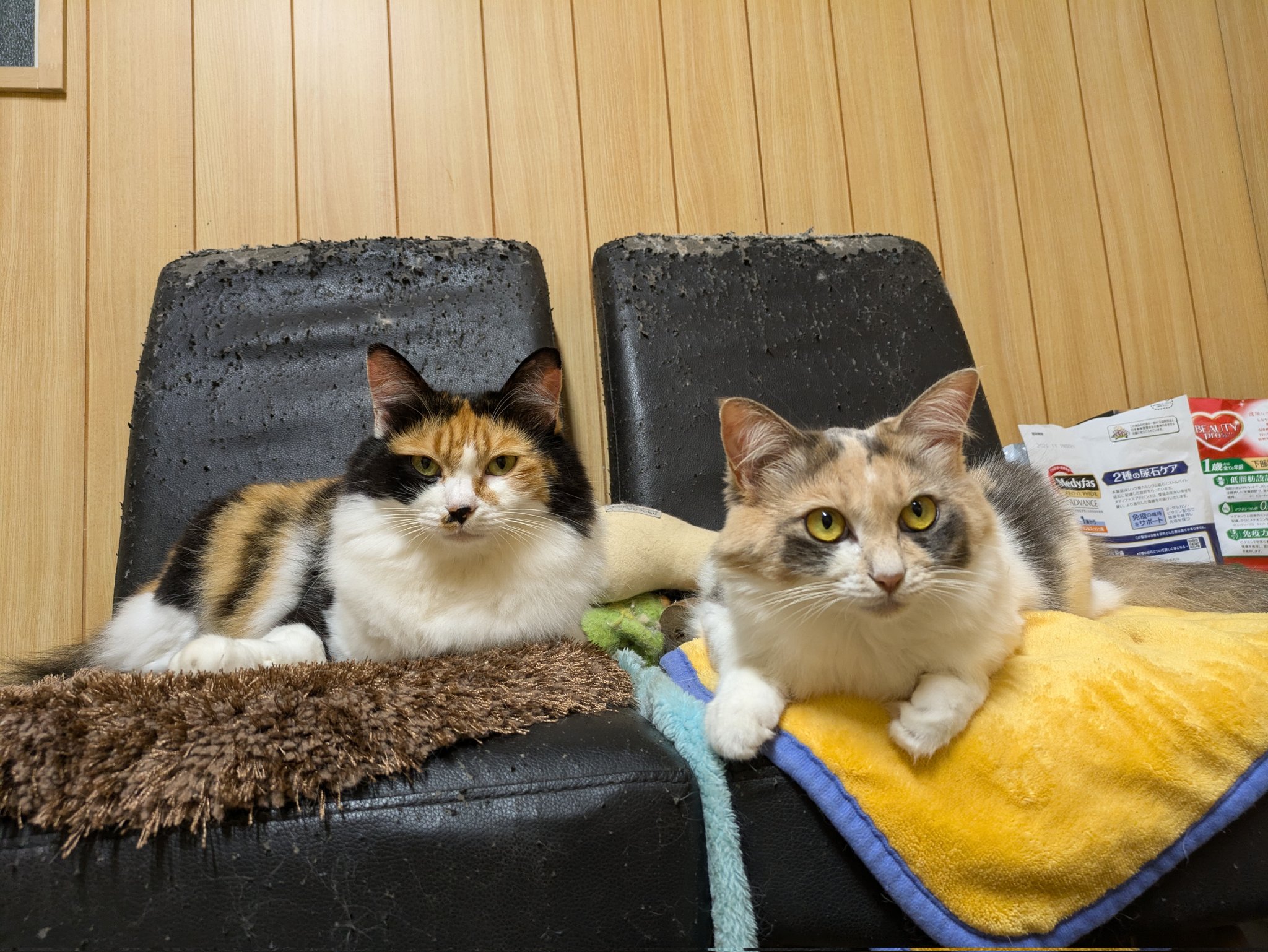 野良猫キング 野良猫キング 1280px-野良猫（相模川沿い）.jpg