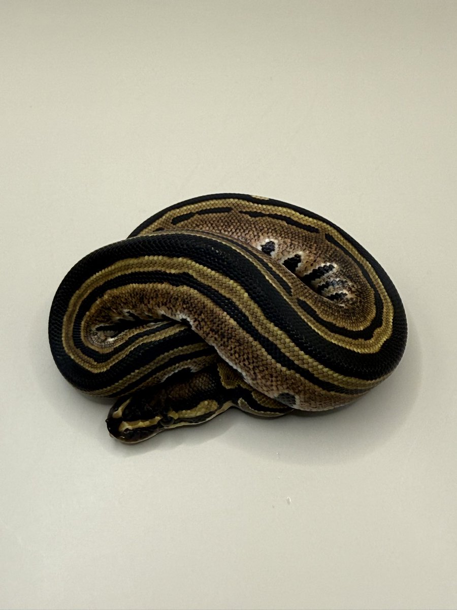 Python_regius44's tweet image. お脱ぎになりました #4