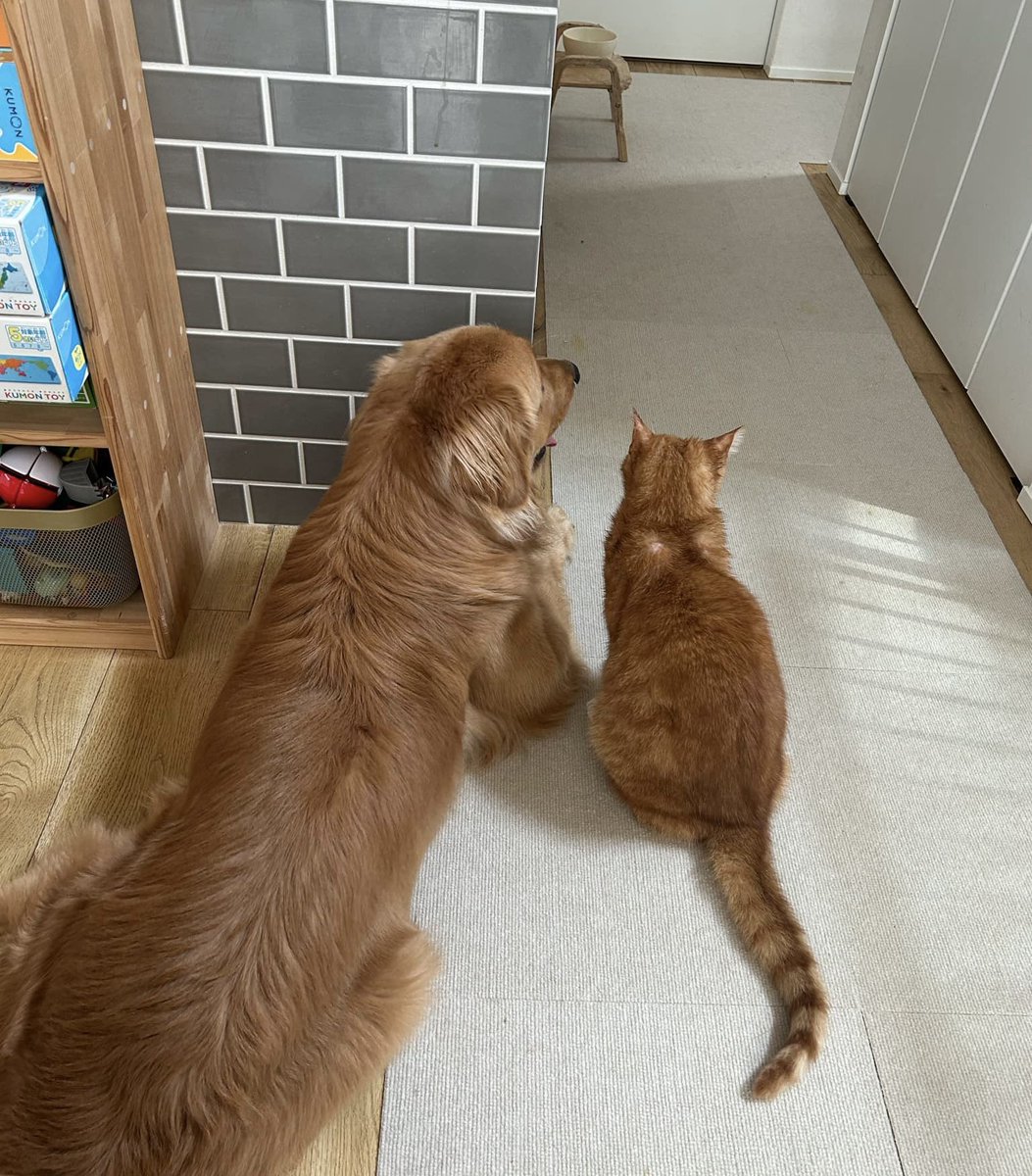 circus_ah_'s tweet photo. 我が家の愛犬はよく愛猫を追いかけますが、猫はスルッと壁を登ってしまい、犬だけが下でウロウロ困ることがよくあります。その姿がなんとも可愛くてたまらない。犬と猫の違いがこんなところにも出て、毎日癒されています🫶 https://t.co/pUPn98RJCl