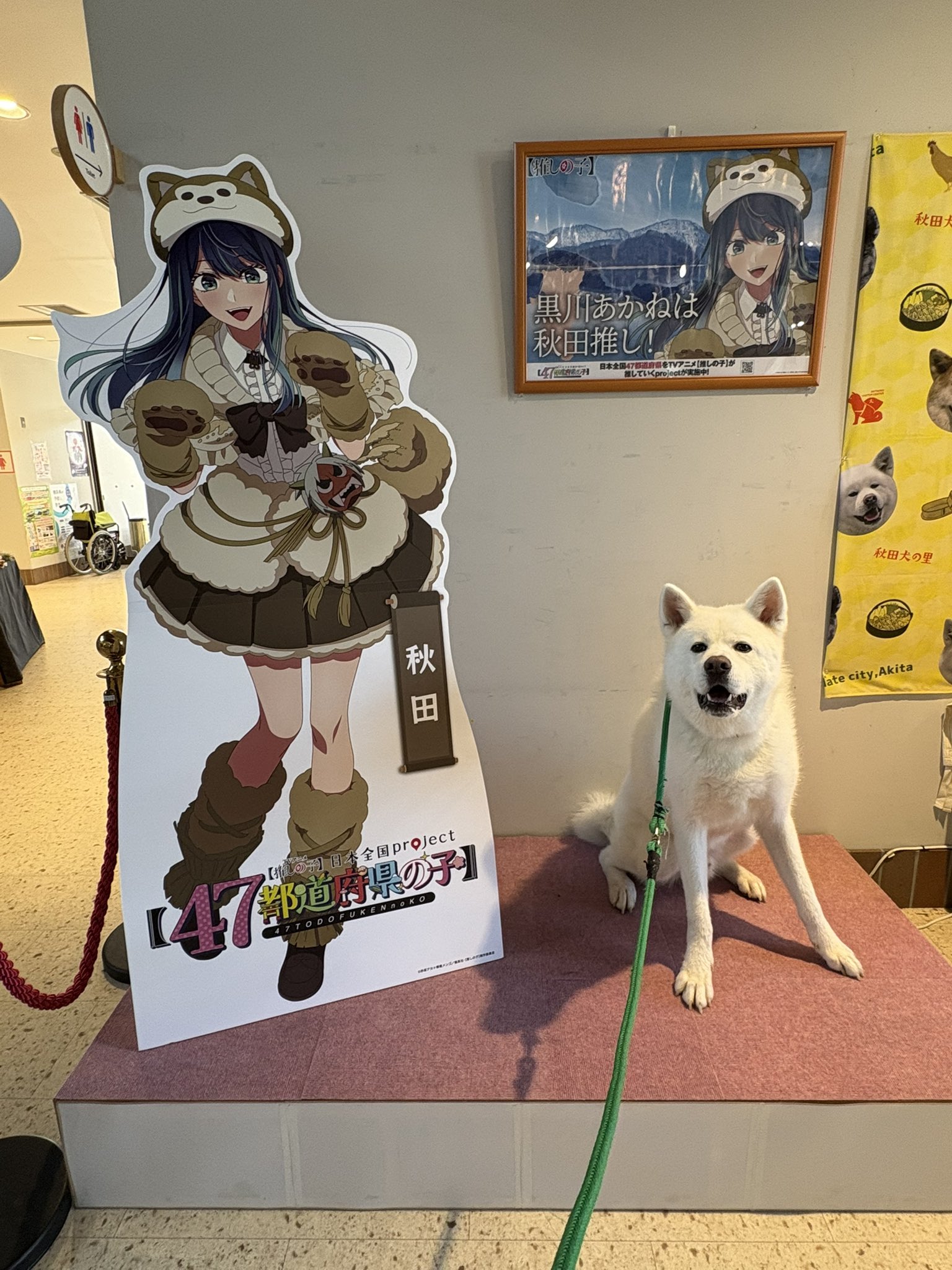 [2/2]おりおん 黒川あかね井ノ上たきなアグネスタキオン乾さじゅな 秋田犬の里【公式】 on X: 