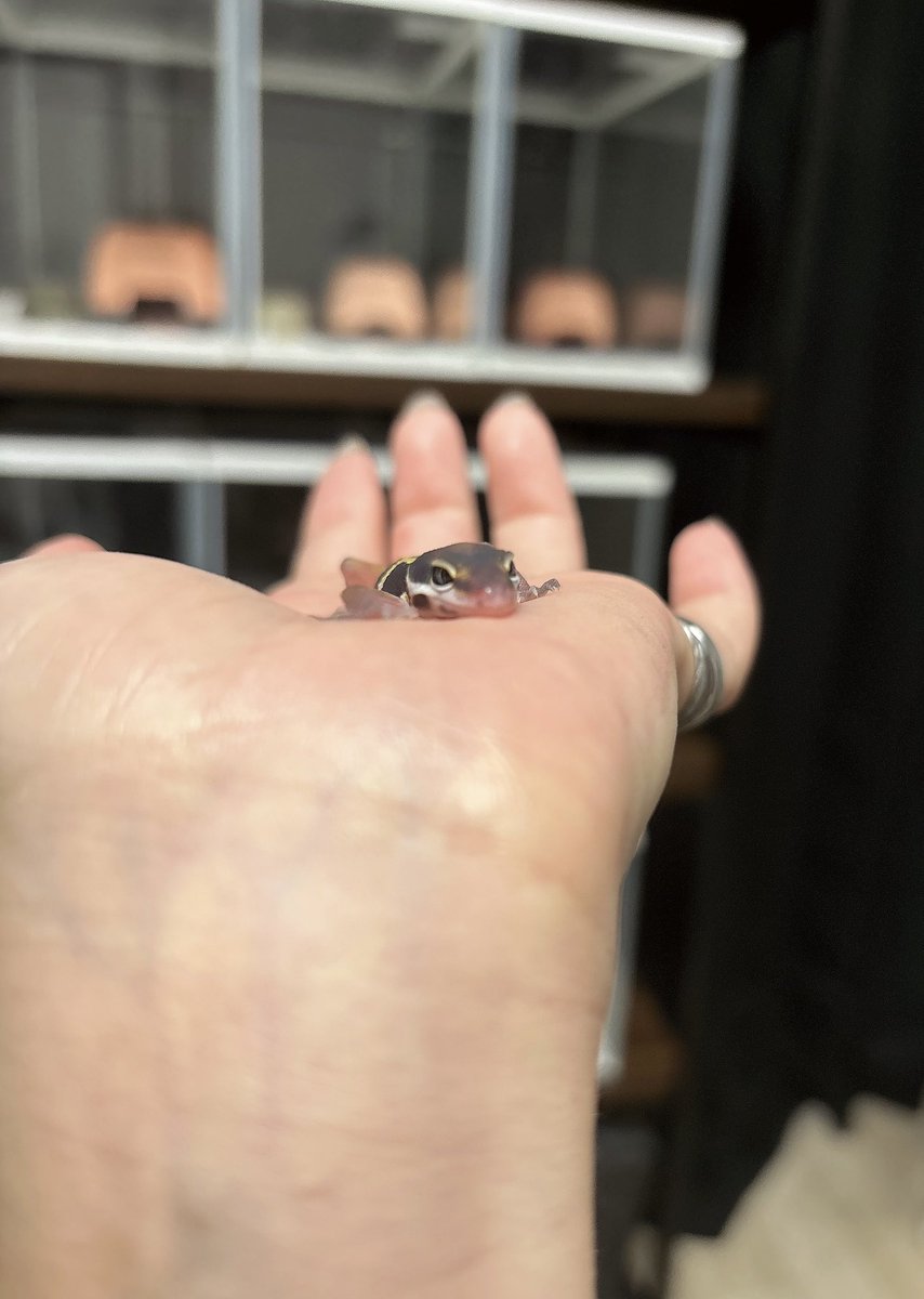 noraran0707's tweet photo. うまれたー🦎 https://t.co/2RNbbreEeN