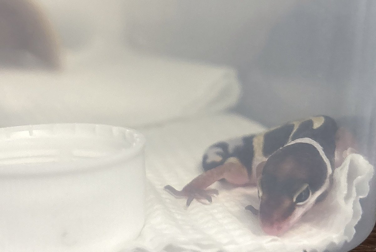 noraran0707's tweet photo. うまれたー🦎 https://t.co/2RNbbreEeN