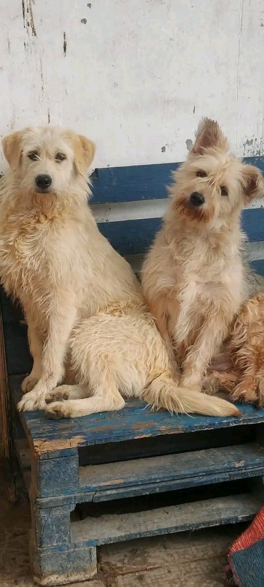 Proskoviia's tweet image. Можливо вийде знайти будинок цим собачкам. Зараз у притулку. Дуже потрібні репости🙏
Київ📍
📲 +380 (96) 007 04 50