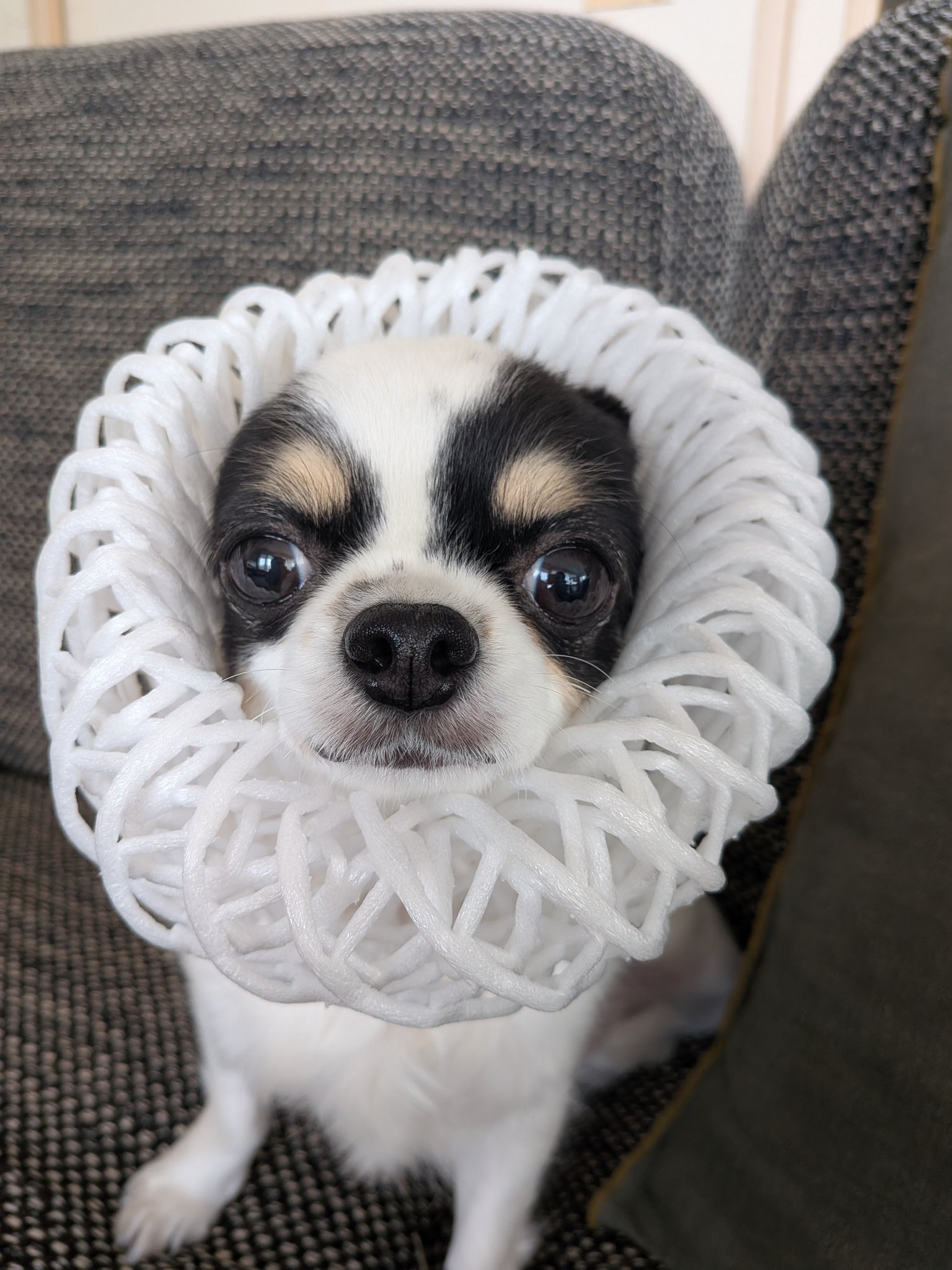 * vintage dog ❀ * ツートーンの可愛い ワンちゃん vintage dog ❀ * ツートーンの可愛い ワンちゃん