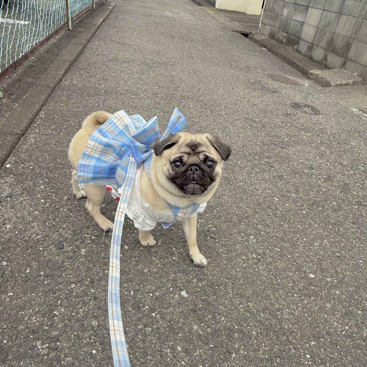 パグちゃん i am Pug! - YouTube