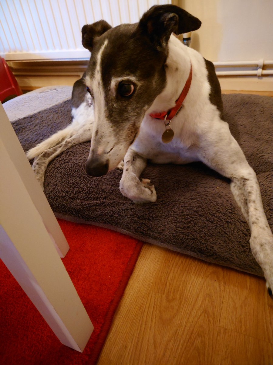 caseycanine2014 (@caseycanine2014) on Twitter photo Happy birthday to me, 11 today, off to the seaside. <a href="/KentGreyhoundRe/">KentGreyhoundRescue</a> <a href="/julesserkin/">jules serkin</a> <a href="/TerryTTG/">Terry Thorpe</a> <a href="/vanillaweb/">Paul Andrews</a> <a href="/smarshcollings/">Sarah Marsh-Collings</a> Happy birthday to me, 11 today, off to the seaside. <a href="/KentGreyhoundRe/">KentGreyhoundRescue</a> <a href="/julesserkin/">jules serkin</a> <a href="/TerryTTG/">Terry Thorpe</a> <a href="/vanillaweb/">Paul Andrews</a> <a href="/smarshcollings/">Sarah Marsh-Collings</a>
