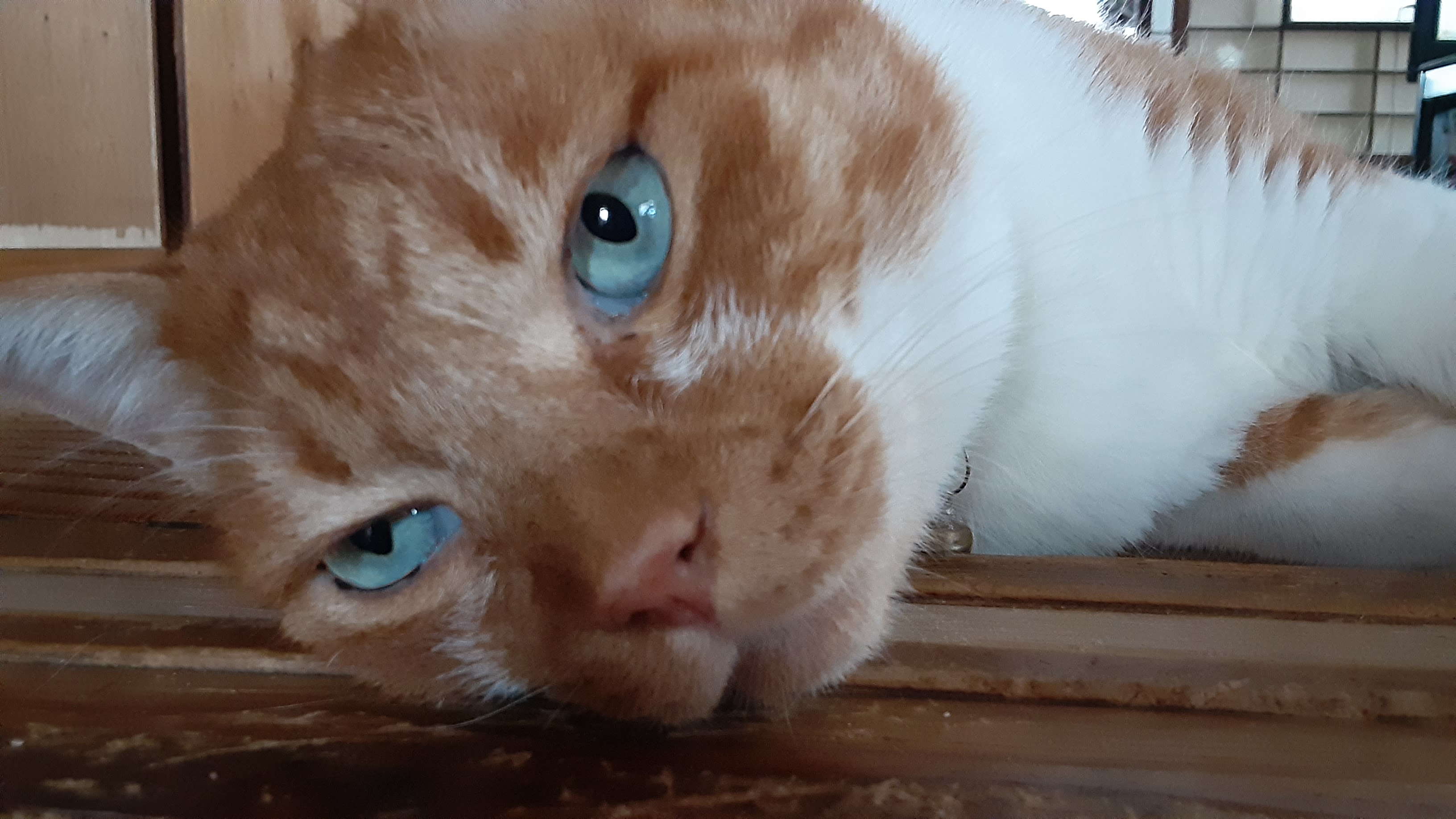 変な猫=^w^=  壁かべ on X: 