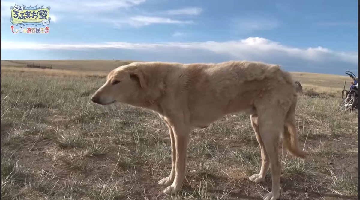 細長モンゴル犬、一目で心奪われたんだけどやっぱみんなそうだったっぽい
空気抵抗がなく向かい風をいなすための無駄のないフォルム
