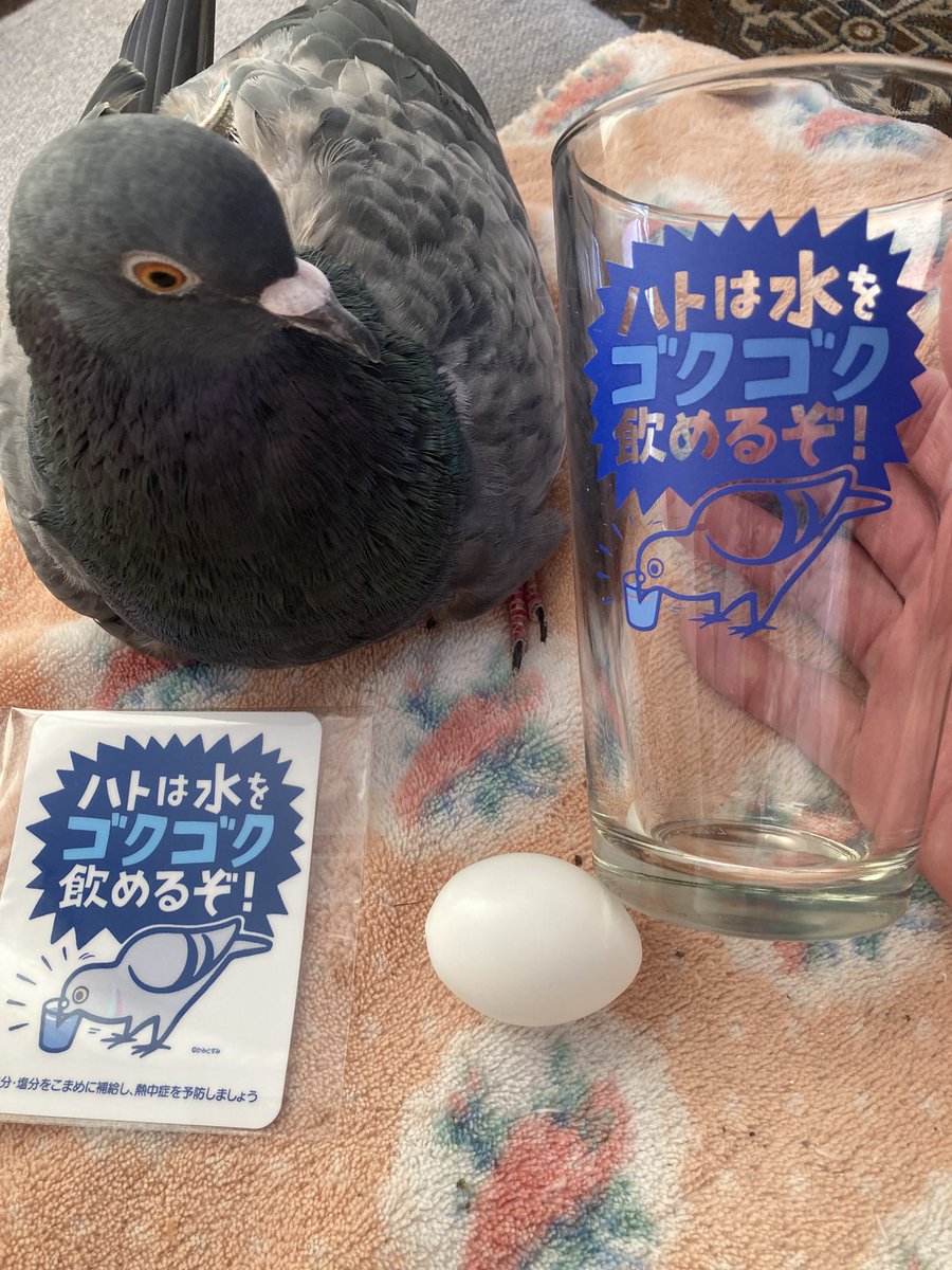 【もう喧嘩にならない】鳩ビーム&鳩ホルダー もう喧嘩にならない】鳩ビーム&鳩ホルダー hqdefault.jpg