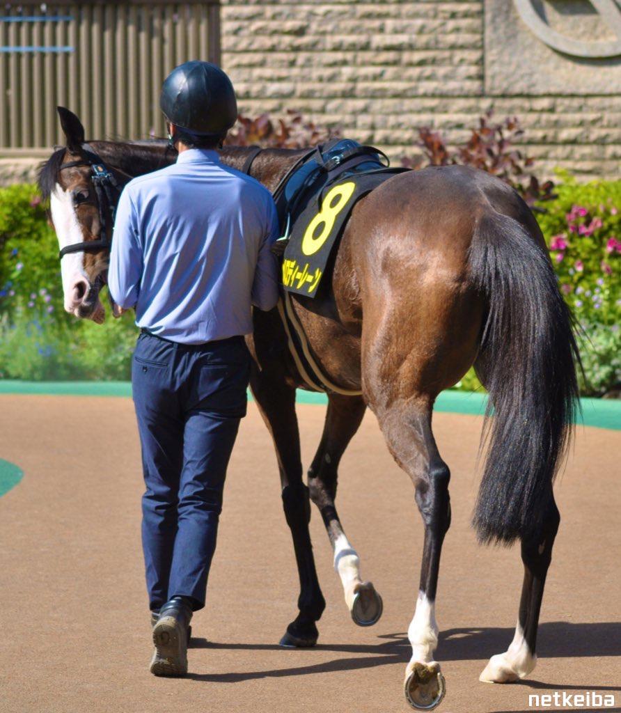 Stay Gold was tiny-- his heaviest weight was 436kg, which was small for a horse. His granddaughter from Orfevre, Melody Lane, was even tinier-- weighing only 338kg.

Petite runs in the family. They're almost like ponies 🐴🤎