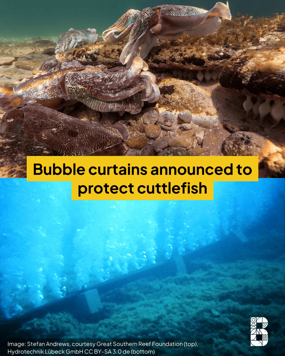 Biodivcouncil's tweet photo. The @sagovau @PMalinauskasMP and @ausgov @MurrayWatt will trial bubble curtains to protect a section of the giant cuttlefish breeding site in the Upper Spencer Gulf from the algal bloom 🦑
Read more: https://t.co/C8ixtS2Gi5
@GrettaPecl @UTAS_ #GiantCuttlefish #SpencerGulf #AlgalBloom #MarineConservation #BiodiversityCouncil #GrettaPecl