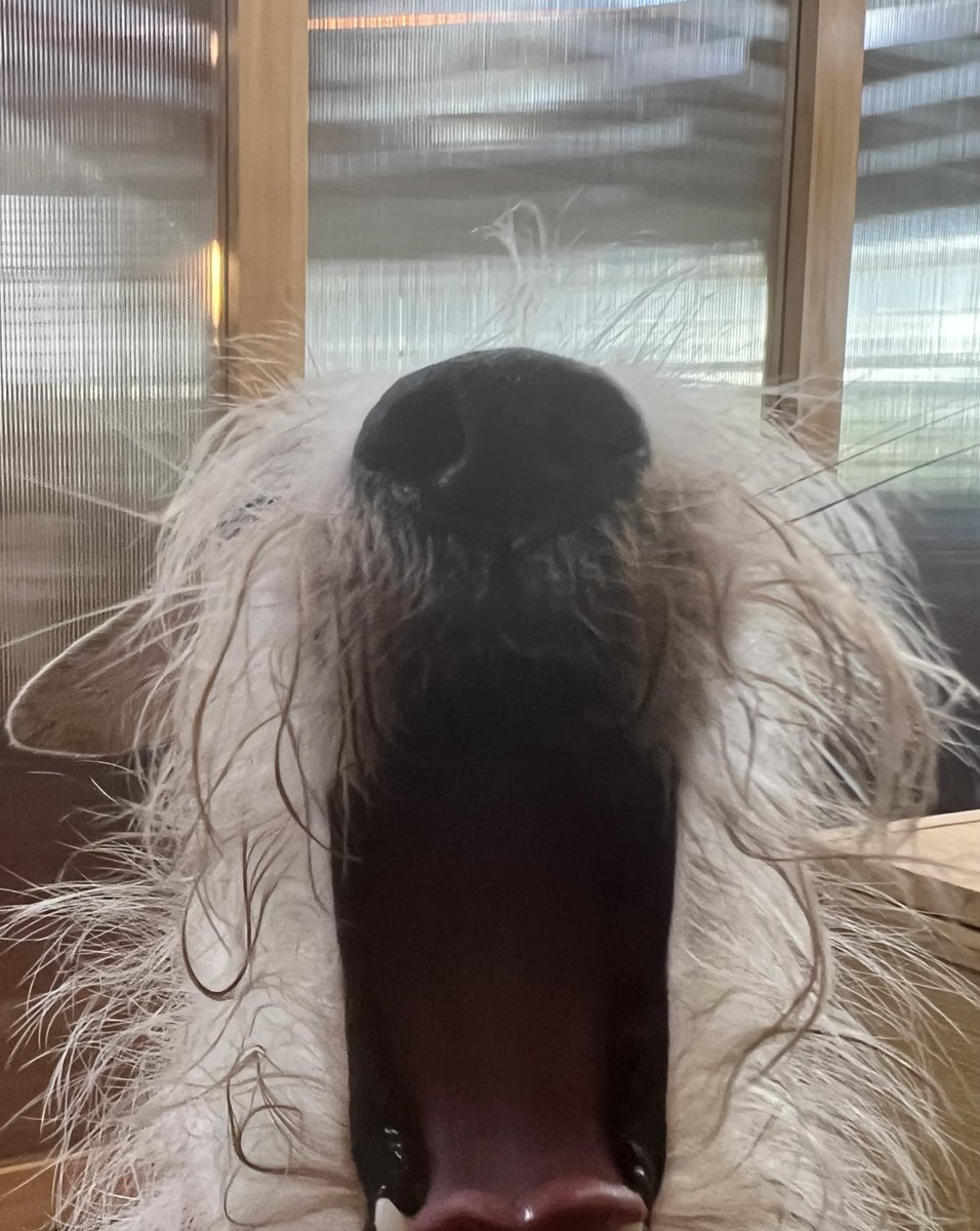 これは犬です
歯はきれいです