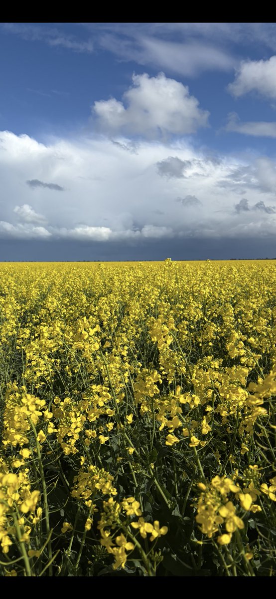 Velocity Canola going gang busters 🤞🤞nothing is guaranteed till the money is in the bank