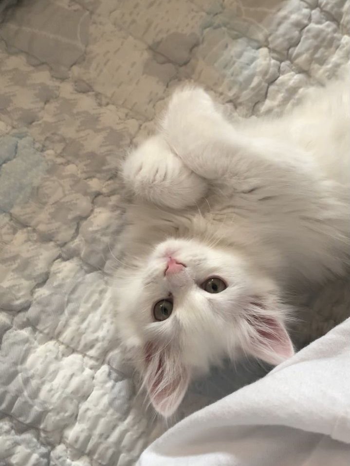 🏁 CHAI .ᐟ tweet media