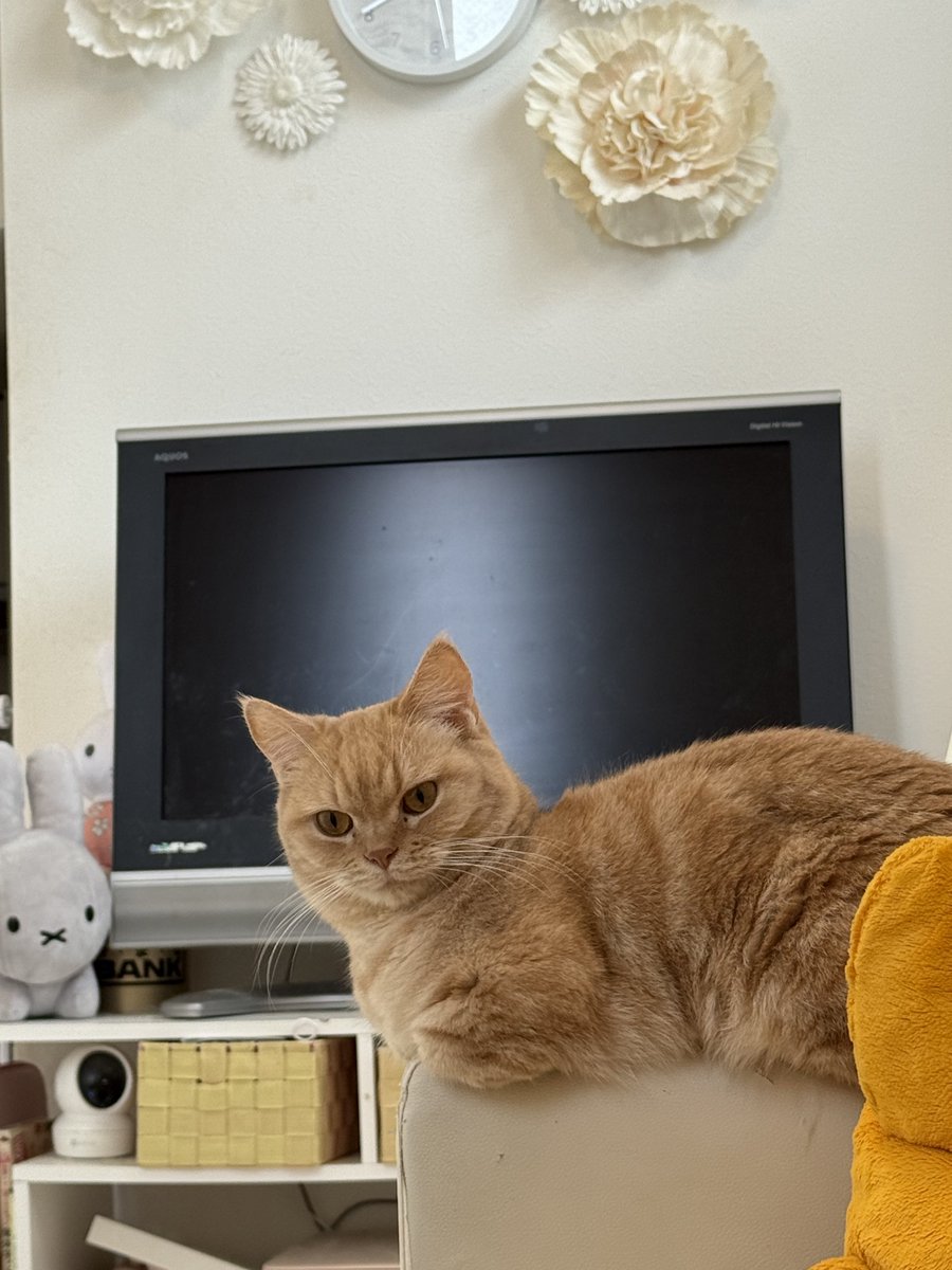 __irigoma's tweet photo. 猫『こいつ大号泣しながら勢いで酒飲んで昼まで転がってるよ』 https://t.co/03NAnx28xL