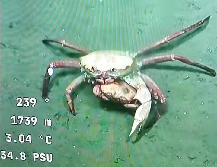 Querés venir a casa a ver el stream del fondo del mar? *guiño, guiño* 

#UruguaySUB200 
#udelar