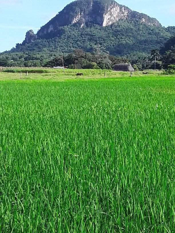 YamileRamosCord's tweet photo. El cultivo de arroz, de manera popular, en #PinardelRio, en lo que va de año sobrepasa las 7 mil ha, en más de 2 500 productores.  El potencial de la provincia es muy superior por lo que se debe continuar atendiendo e impulsando este programa.
#Cuba

✍️📷 Edel Luis Hernández https://t.co/9O6zFQ59uV