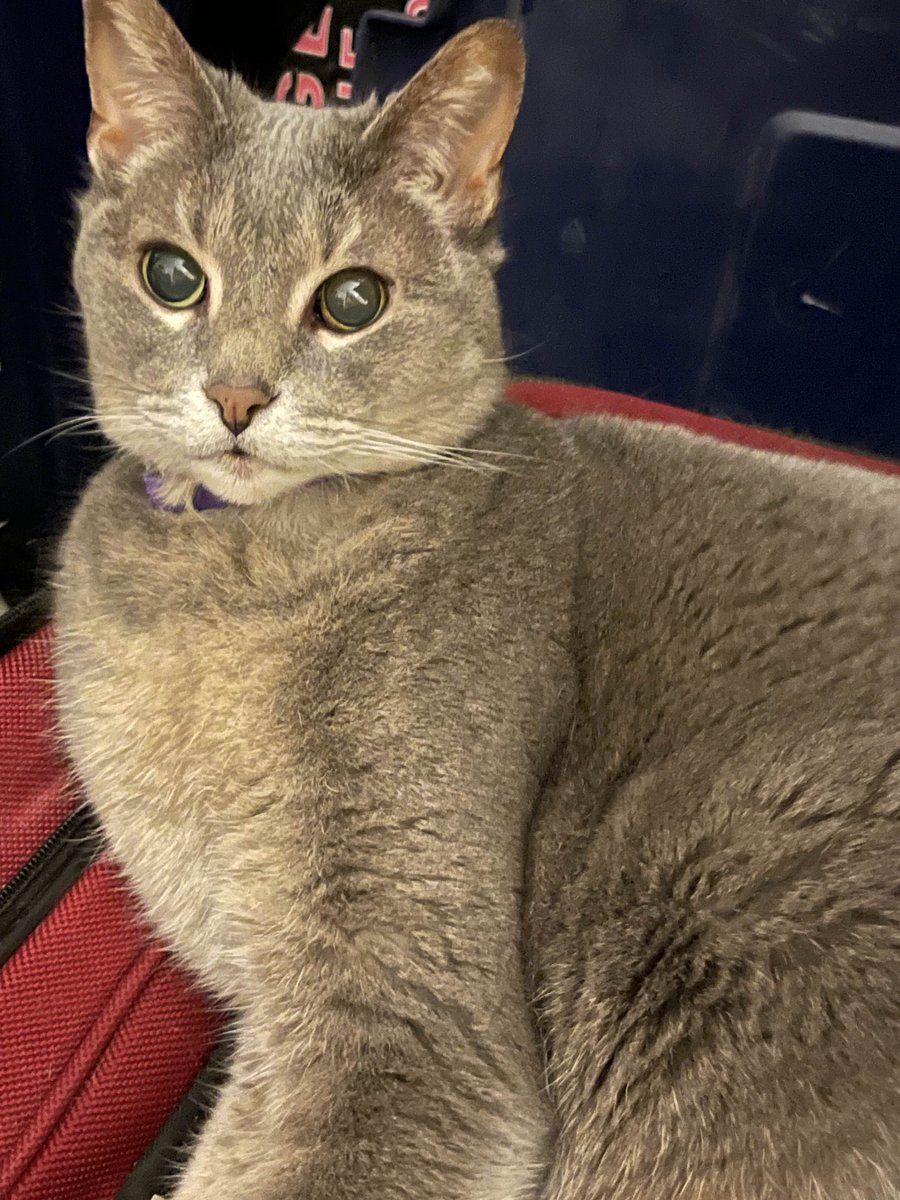 Well calming meds have kicked in for Jinx.