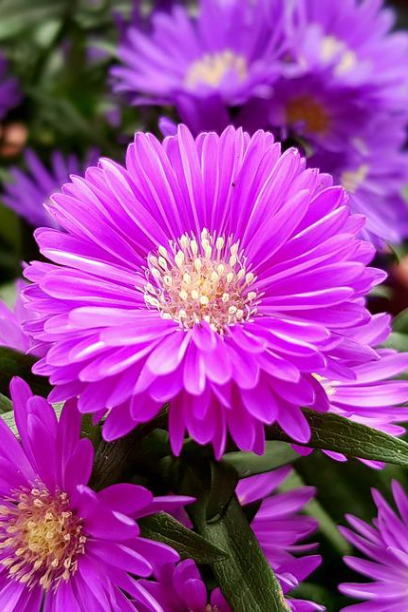 ８月29日(金)

おはようございます

本日はや(８)きに(２)く(９)
や(８)きふ(２)ぐ(９)にちなみ
#焼き肉の日 #焼きふぐの日 です

最近どちらも食べてないな
と思った瞬間お腹がグゥ
今夜は焼肉食べて精力をつけ
残暑を乗り切るとしますか

どうぞハッピーな週末を

誕生花は“アスター”
花言葉は“追憶”