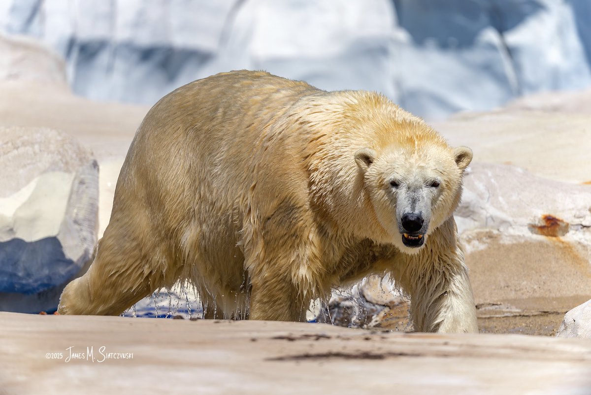 James Siatczynski (@jsiatczy) on Twitter photo Polar Bear - Detroit Zoo, Royal Oak, Michigan
<a href="/PureMichigan/">Pure Michigan</a> <a href="/detroitzoo/">Detroit Zoo</a> <a href="/OakGov/">Oakland County</a> <a href="/CityofRoyalOak/">CityofRoyalOak</a> #polarbear Polar Bear - Detroit Zoo, Royal Oak, Michigan
<a href="/PureMichigan/">Pure Michigan</a> <a href="/detroitzoo/">Detroit Zoo</a> <a href="/OakGov/">Oakland County</a> <a href="/CityofRoyalOak/">CityofRoyalOak</a> #polarbear