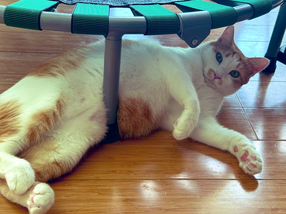 猫しらす&ぽんず&犬つくね tweet media
