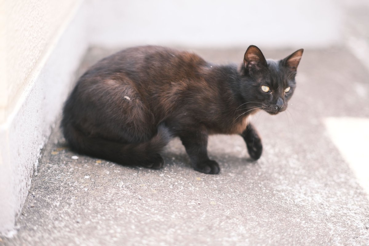 #無防備なクロジュを守りたい