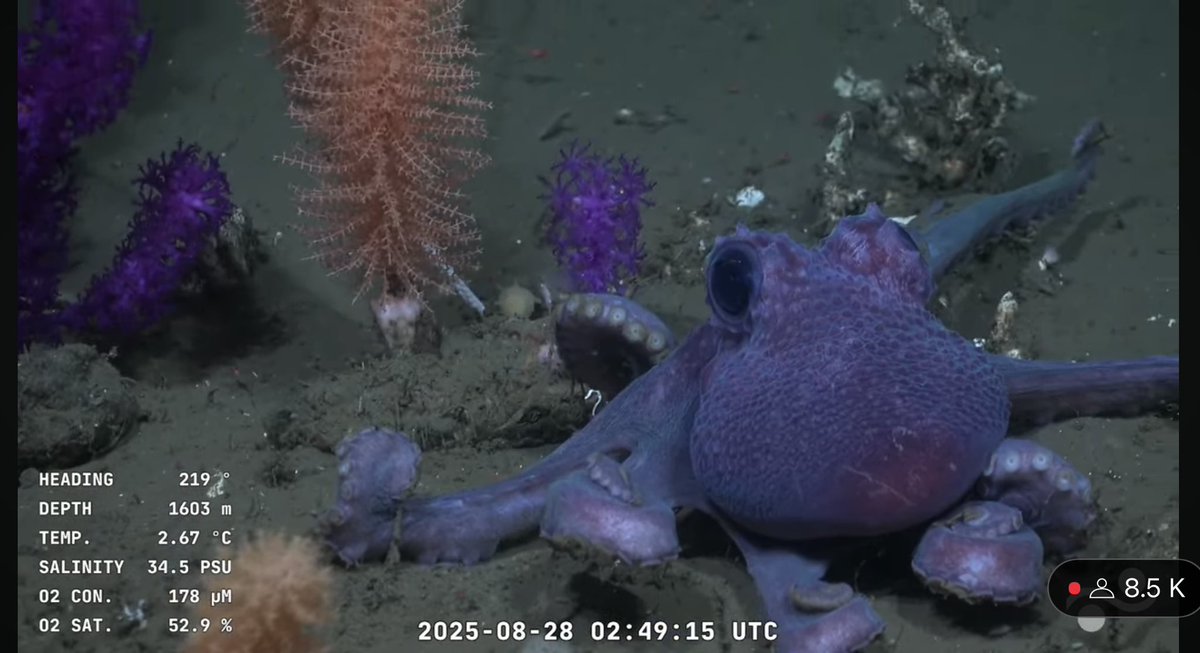 reuruguaya_'s tweet image. El pulpo violeta que encontraron en el fondo del mar uruguayo, me muero de la ternura 🐙💜🪻#uruguaySUB200