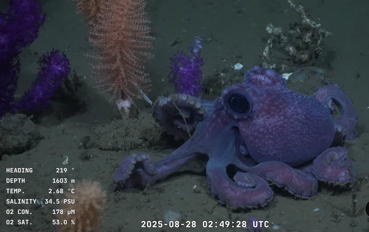 reuruguaya_'s tweet image. El pulpo violeta que encontraron en el fondo del mar uruguayo, me muero de la ternura 🐙💜🪻#uruguaySUB200