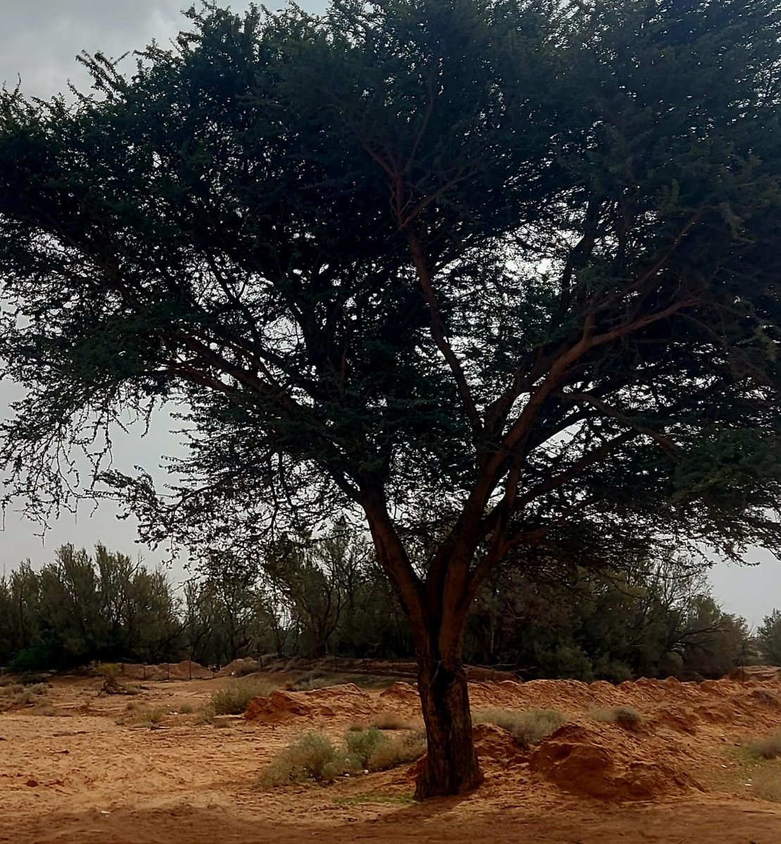 عبدالله آل سعد (@zg9hcek2dakirlt) on Twitter photo تدفعنا عواطفنا احيانا الى تصرفات قد نندم عليها لاحقا ليس لانها خاطئة بل لاننا قدمناها الى اشخاص لا يستحقون.
مع مرور الزمن ستدرك ان البعض لا يستحق كل الاهتمام الذي تعطيه لهم وستدرك ان الاشخاص الذين يستحقون لم تعطيهم الاهتمام
تصويري بساتين شقراء القديمة 
#الخميس_الونيسᅠ
#صباحيات تدفعنا عواطفنا احيانا الى تصرفات قد نندم عليها لاحقا ليس لانها خاطئة بل لاننا قدمناها الى اشخاص لا يستحقون.
مع مرور الزمن ستدرك ان البعض لا يستحق كل الاهتمام الذي تعطيه لهم وستدرك ان الاشخاص الذين يستحقون لم تعطيهم الاهتمام
تصويري بساتين شقراء القديمة 
#الخميس_الونيسᅠ
#صباحيات
