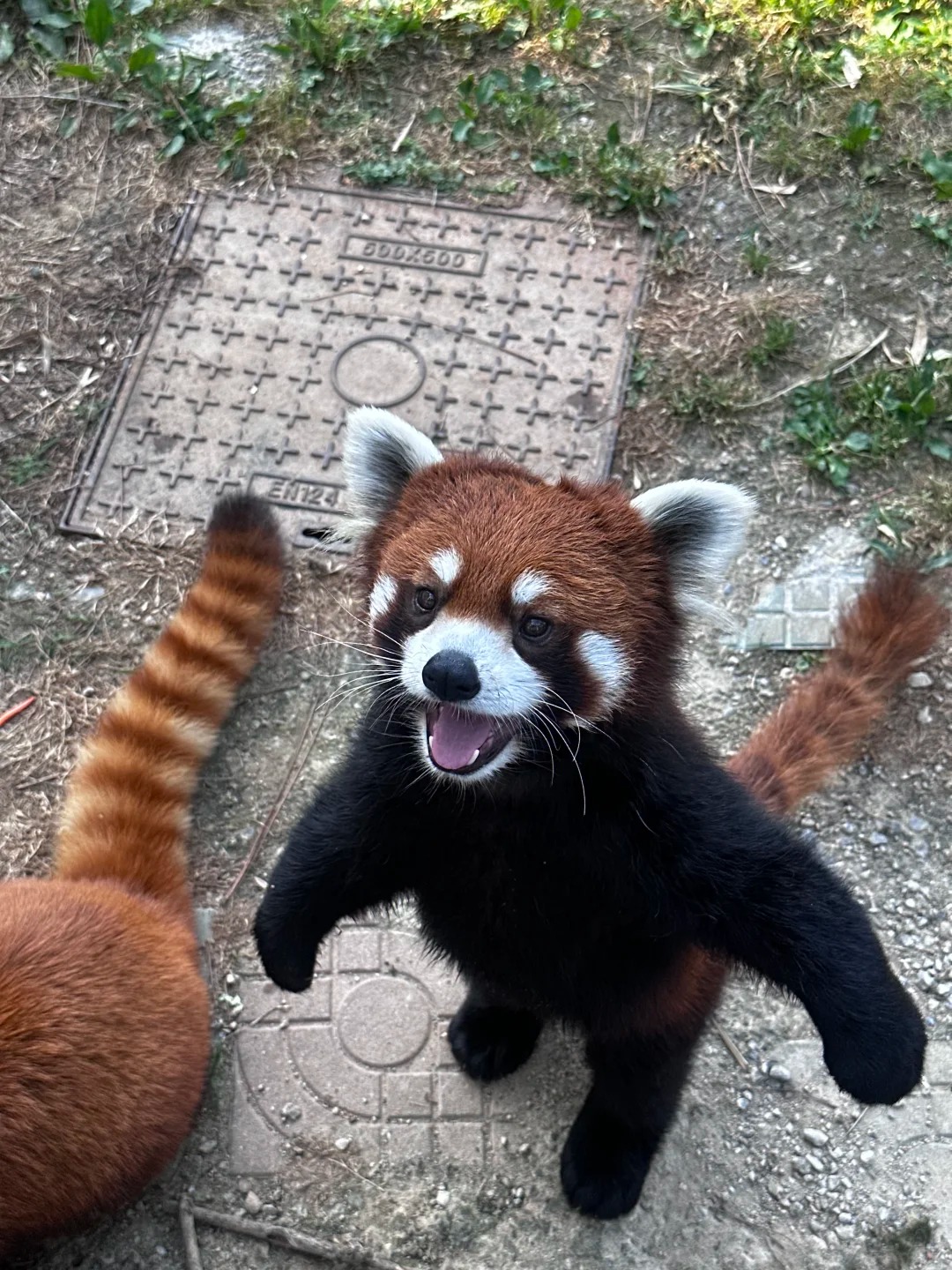一只小国宝🐼（💯互fo） on X: 