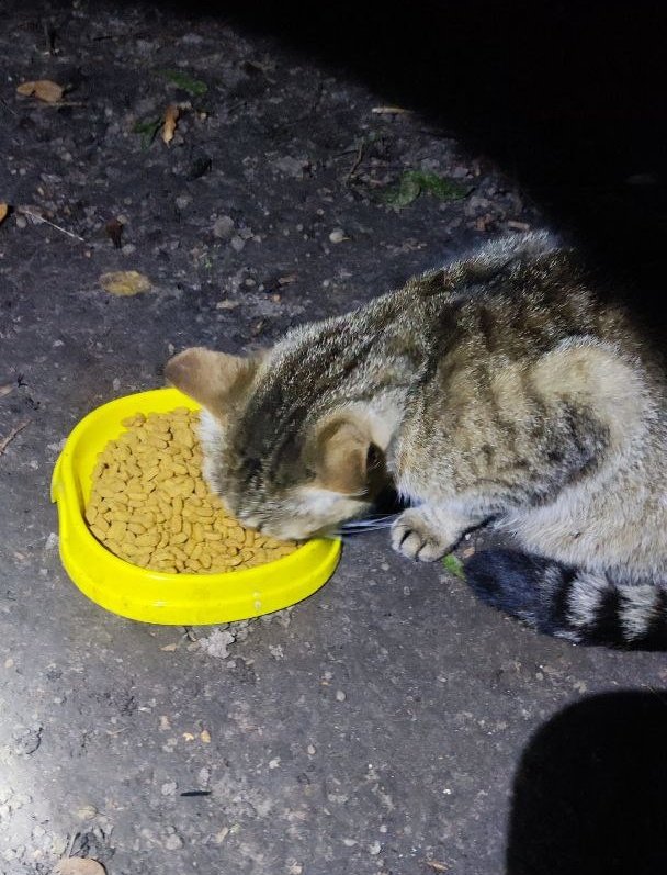 send.monobank.ua/jar/97Qw78NSuk

send.monobank.ua/jar/4qCd4LYkNm

pp igorhorobetz@gmail.com 

постійні баночки на вуличних тварин🫶🏻 на вечірнє годування трошки ще не вистачає

зайве на сьогодні перекину на баночку кошенятам з перетримки, там вже потроху закінчується, багато пішло на їжу💁🏻‍♀️