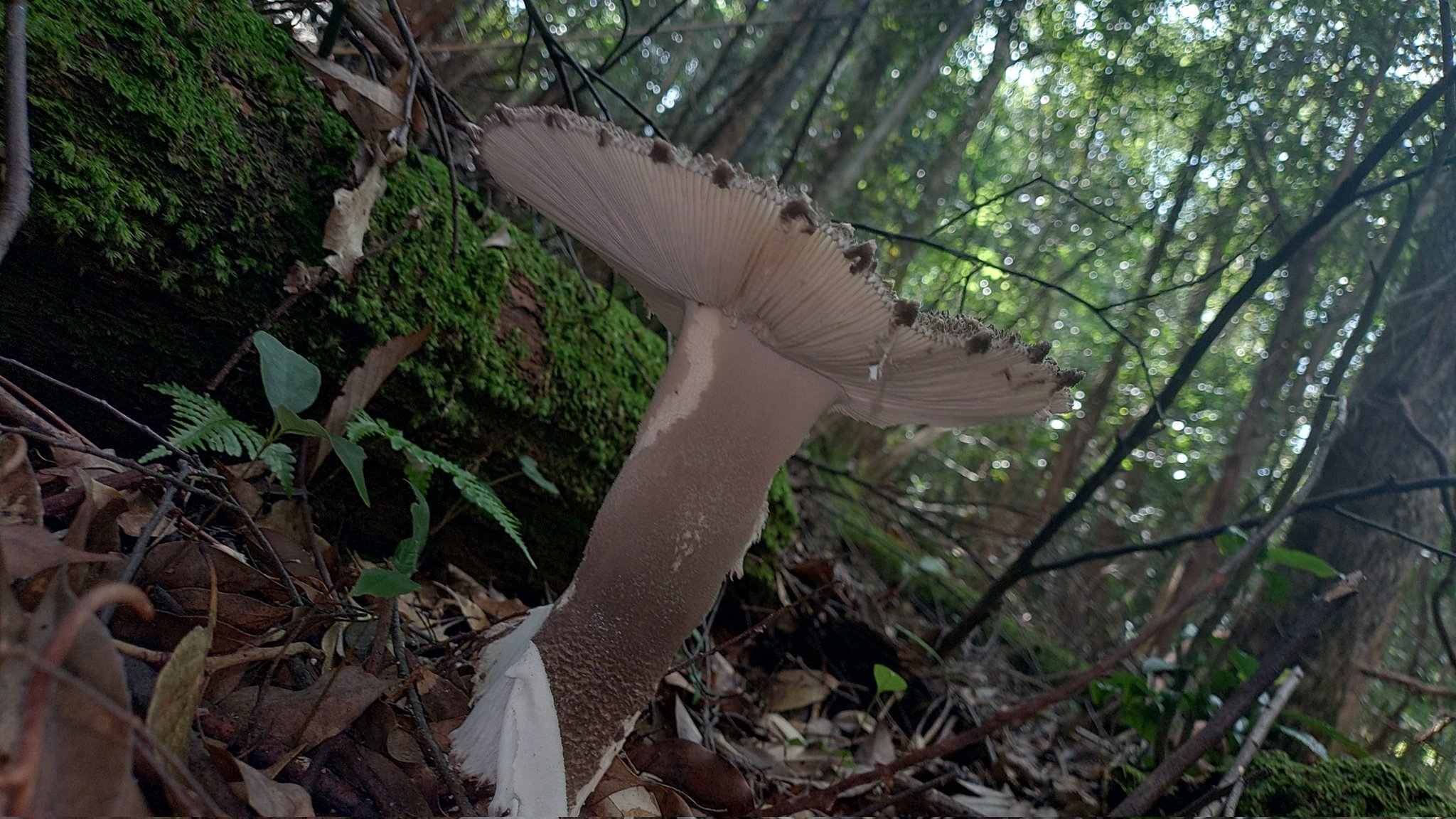 【美品】日本菌学史　2006 日本菌学会 日本菌学会の学術誌 ｜ 一般社団法人 日本菌学会 - The