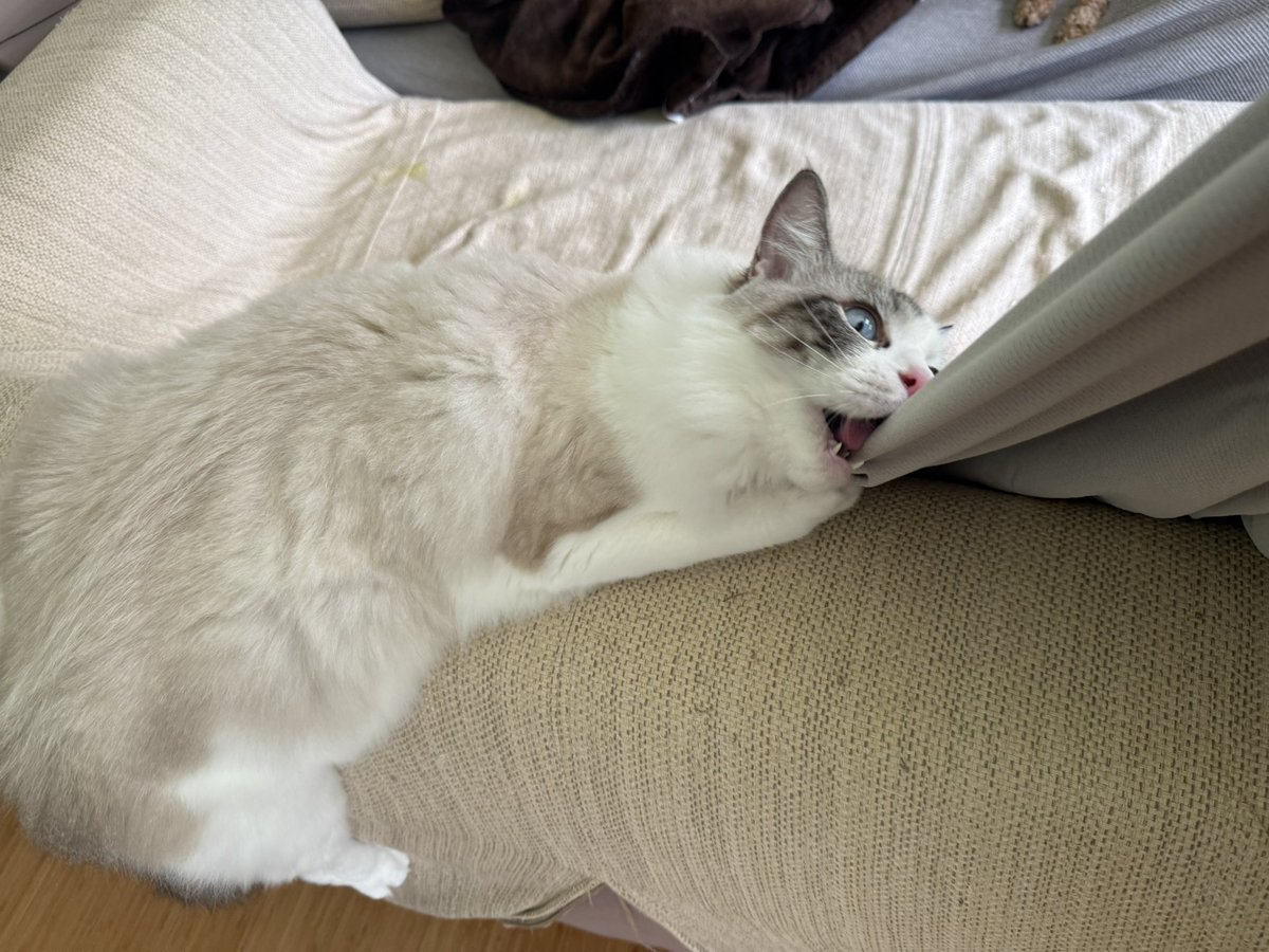猫しらす&ぽんず&犬つくね tweet media