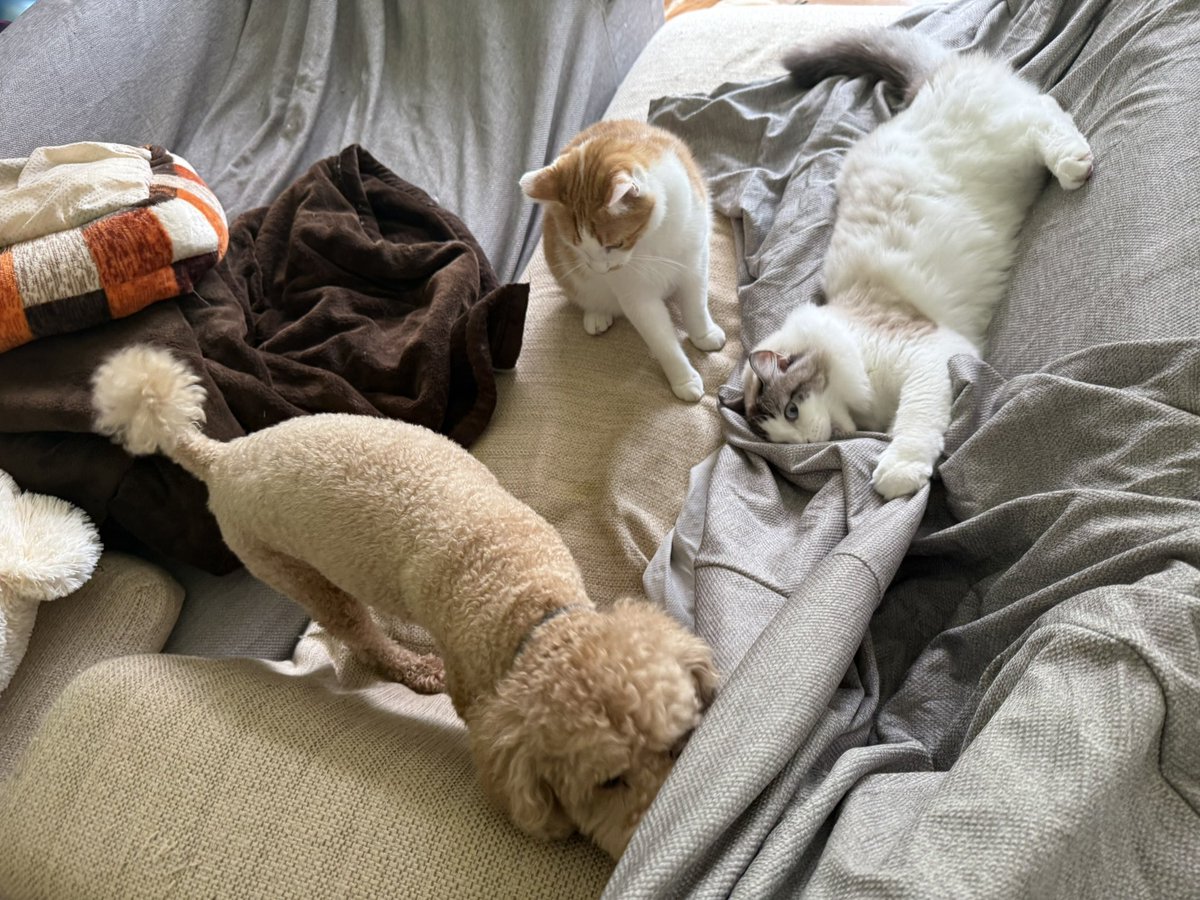 猫しらす&ぽんず&犬つくね tweet media