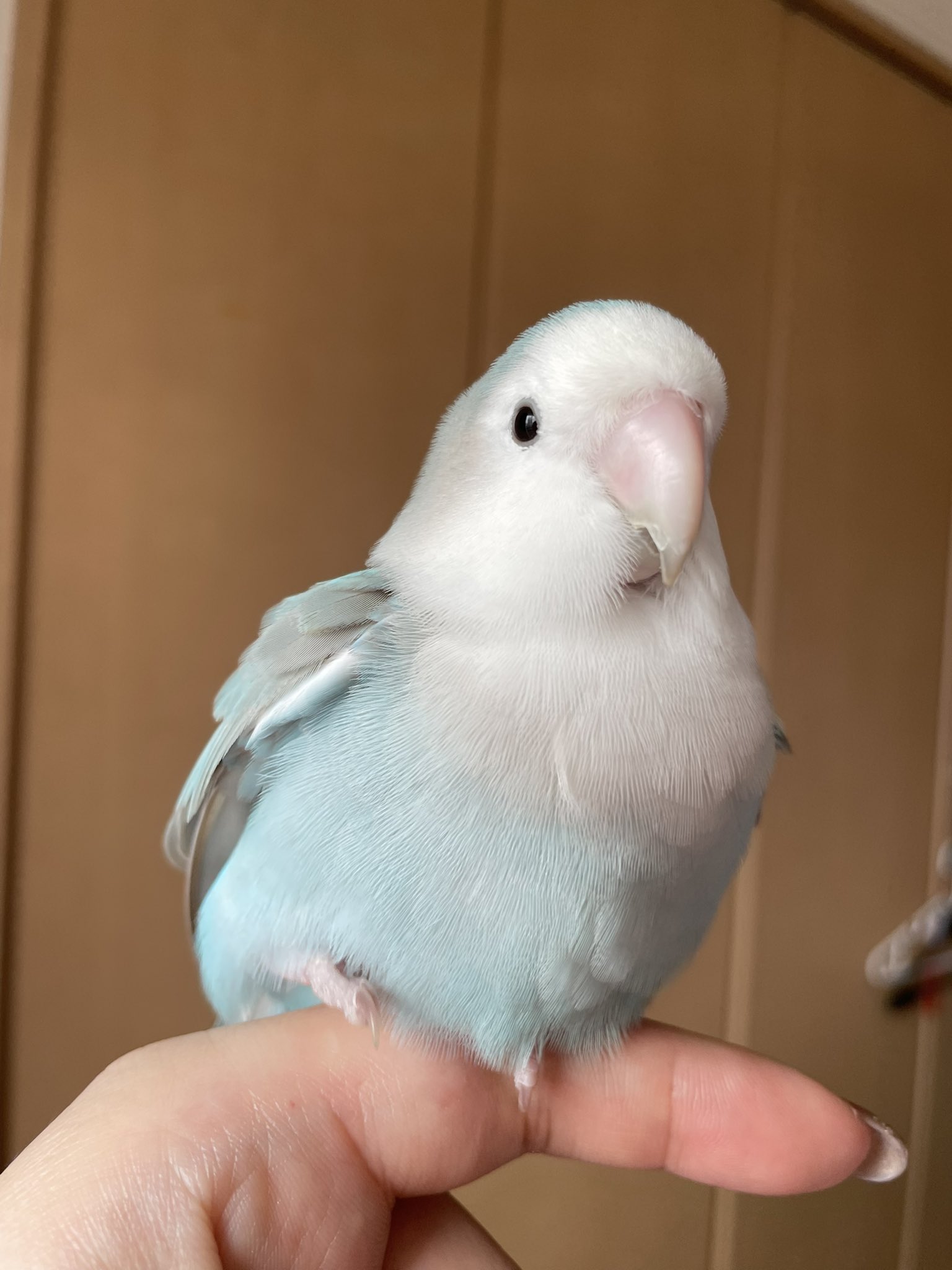 コザクラインコ　剥製 ☆最新画像☆黄色いさくらんぼ💛小桜インコ（クリームゴールデン