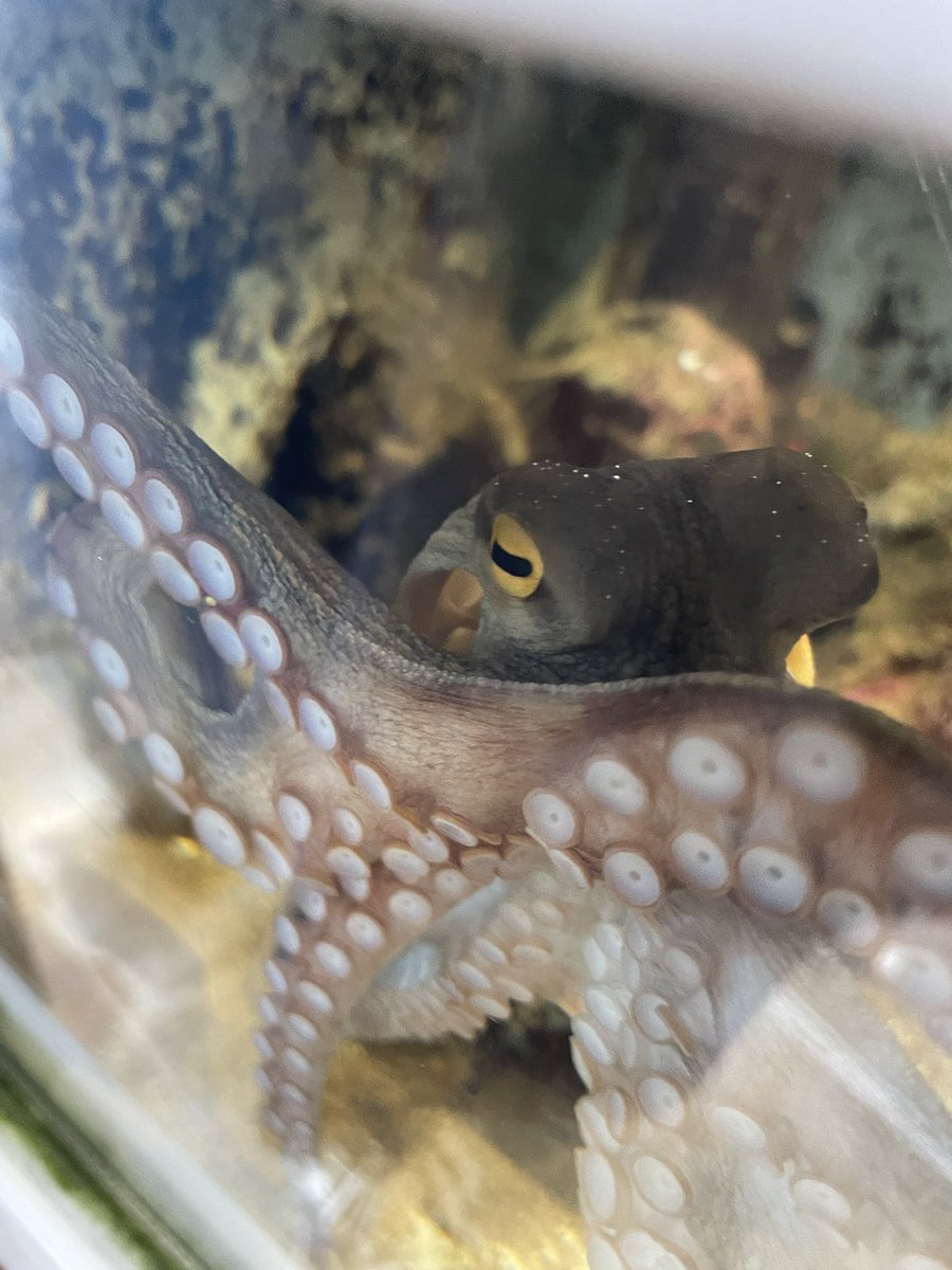 本日のイケメン🐙