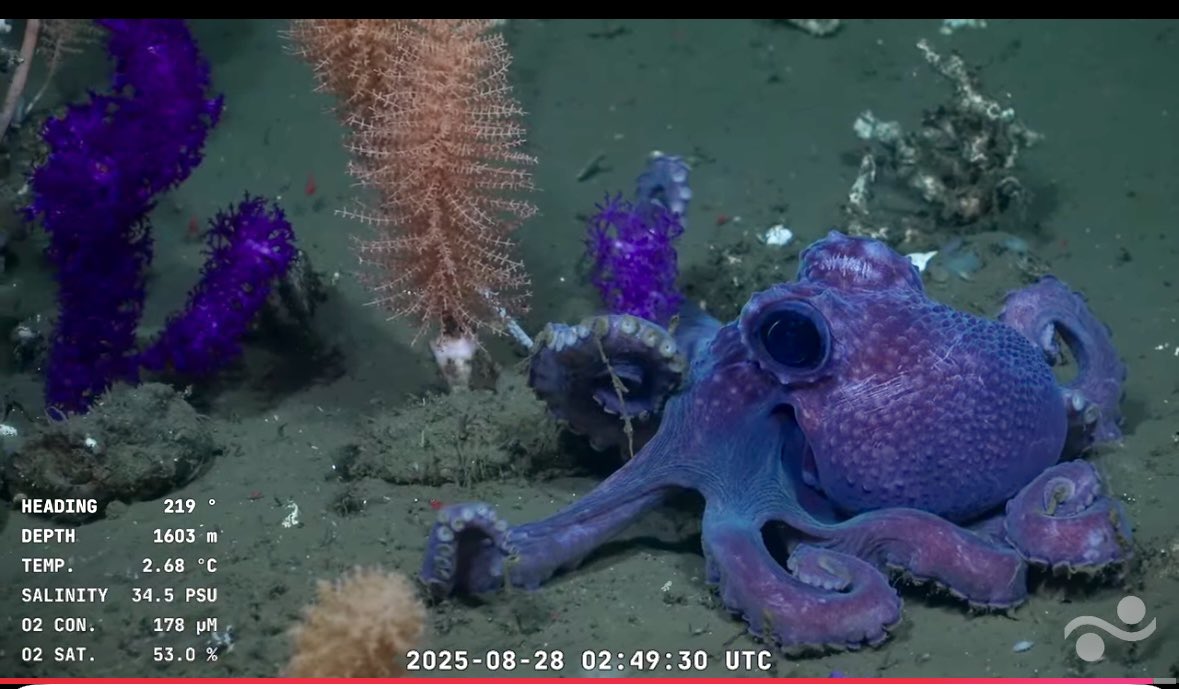 Daniela Bouret Vespa (@danielabouret) on Twitter photo 🦑Me está mirando?
Estudiar garpa! Porque una vez más la Universidad te sorprende: una expedición científica y robots submarinos exploran el Atlantico con el liderazgo de la Udelar por la convocatoria del Schmidt Ocean Institute #UruguaySUB200 <a href="/Udelaruy/">Universidad de la República</a> 🦑Me está mirando?
Estudiar garpa! Porque una vez más la Universidad te sorprende: una expedición científica y robots submarinos exploran el Atlantico con el liderazgo de la Udelar por la convocatoria del Schmidt Ocean Institute #UruguaySUB200 <a href="/Udelaruy/">Universidad de la República</a>