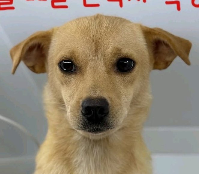 정말 착하다는데
정말 착하게 생겼어요..
눈 좀 봐요🥺

2살 추정 7kg대 공주시보 여아입니다
9월 12일 안락사 확정..
빨간 글씨가 더 밉게 보이는 너무 이쁜 순둥이 아가