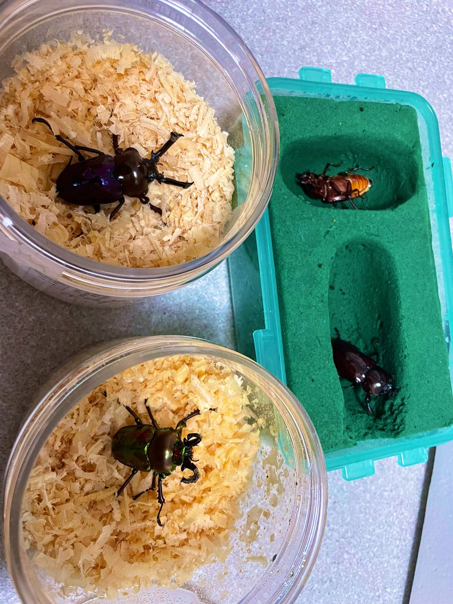 ニジイロ羽化らーしゅ🌈

爆産セット作って販売しようかな🧐
他にカラーはブラウン、アンバー、ブラック、紫紺ブルーがいます😗
気になる方は是非🤭