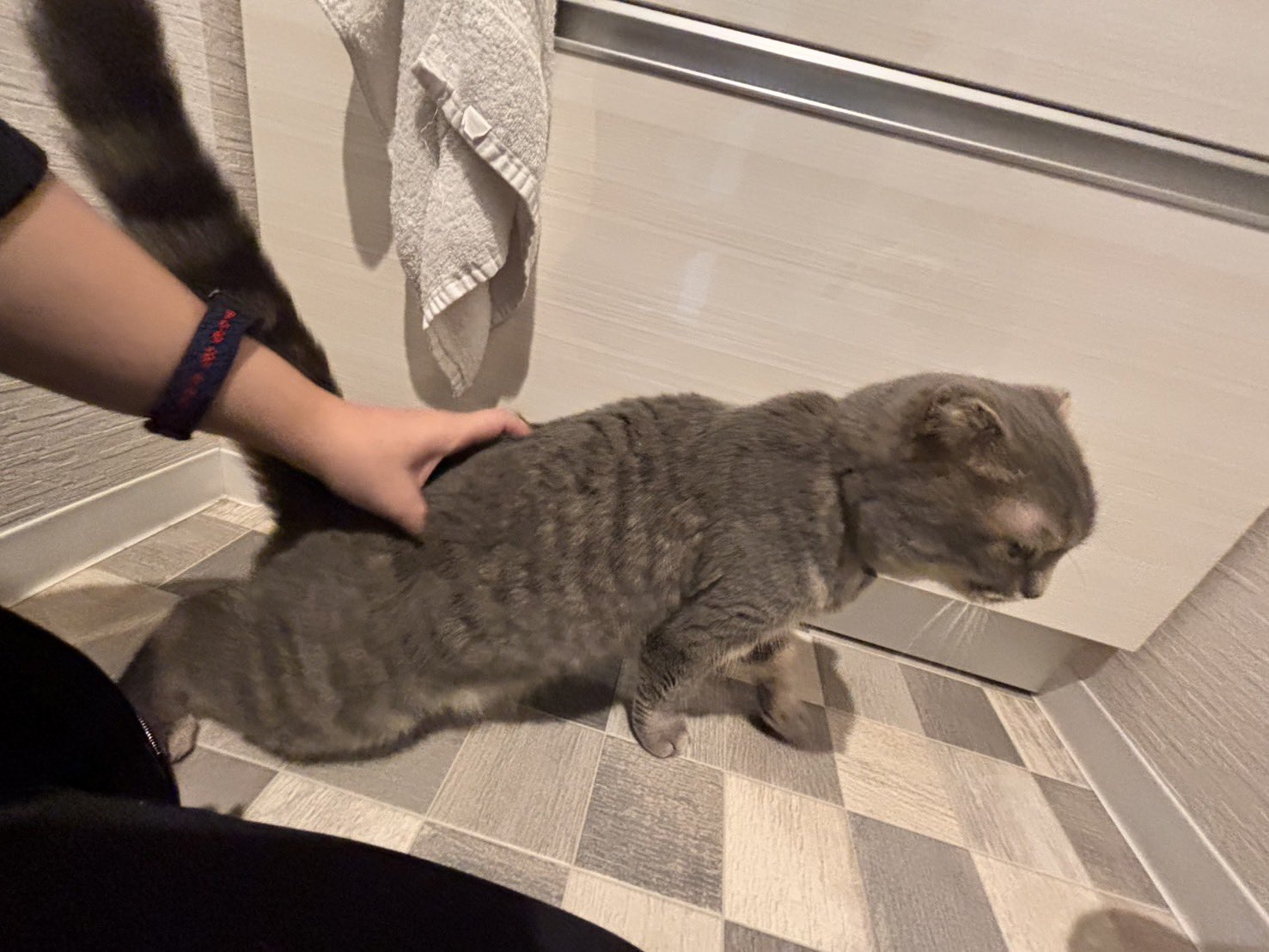 ねこニャン様　お問い合わせ中 mqdefault.jpg