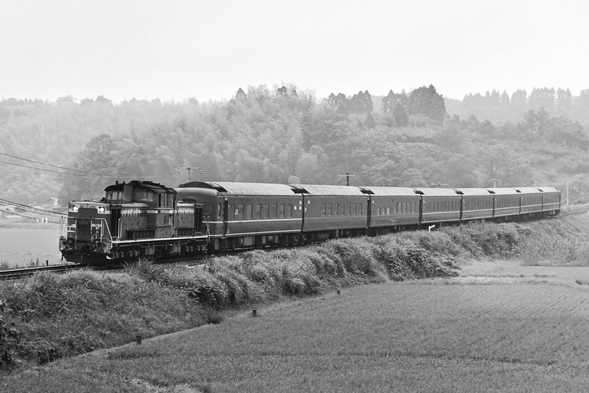霧島ページ 赤霧島と虎斑霧島